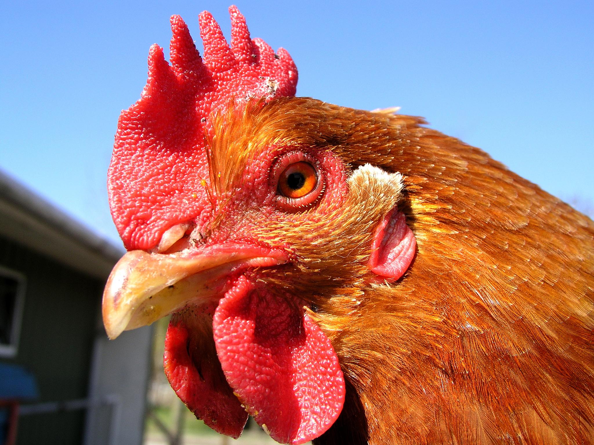 chicken