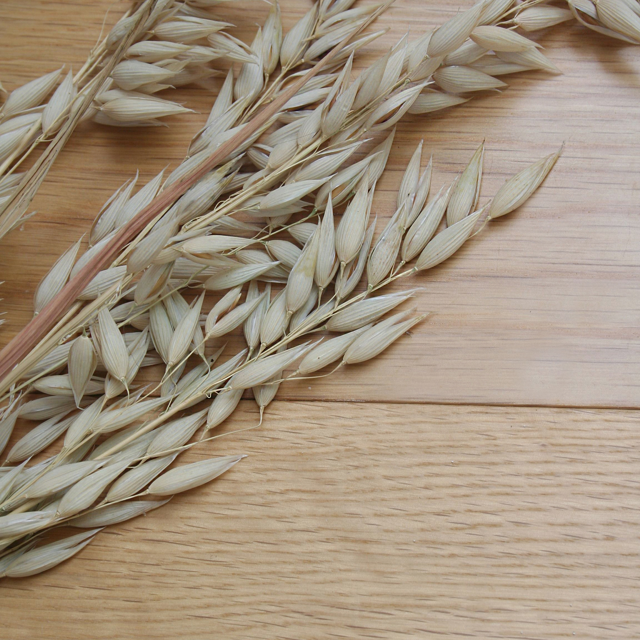 三分三和白燕2号燕麦品种遗传背景对比分析