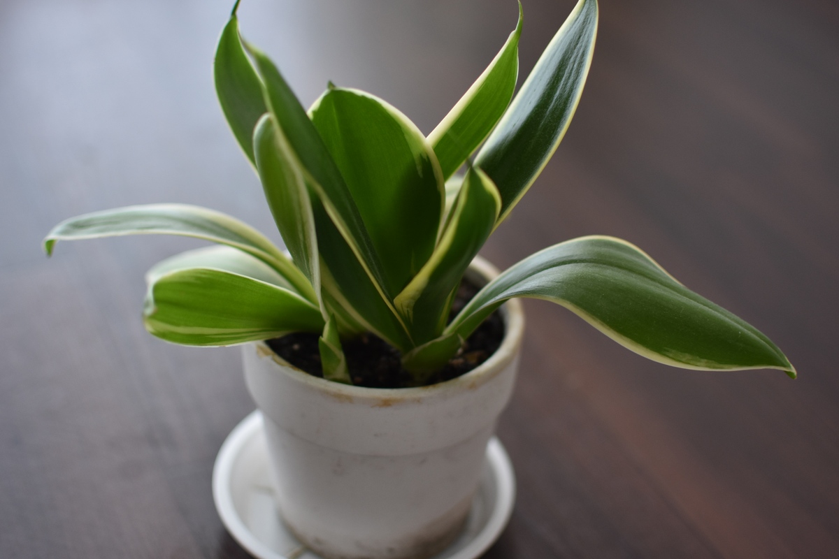 龙骨花的寓意象征在9月可以种植吗15000字