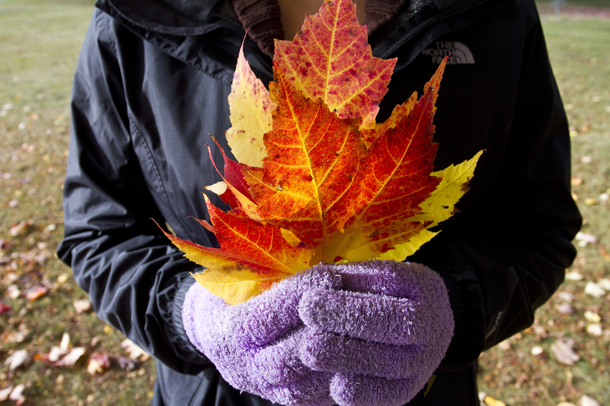 来一篇浪漫唯美的入秋文案。温柔的浅黄针织红色填充芽边、浪漫感红色网纱长裙精致满分、复古风拉满的简约质感夹克衫外套