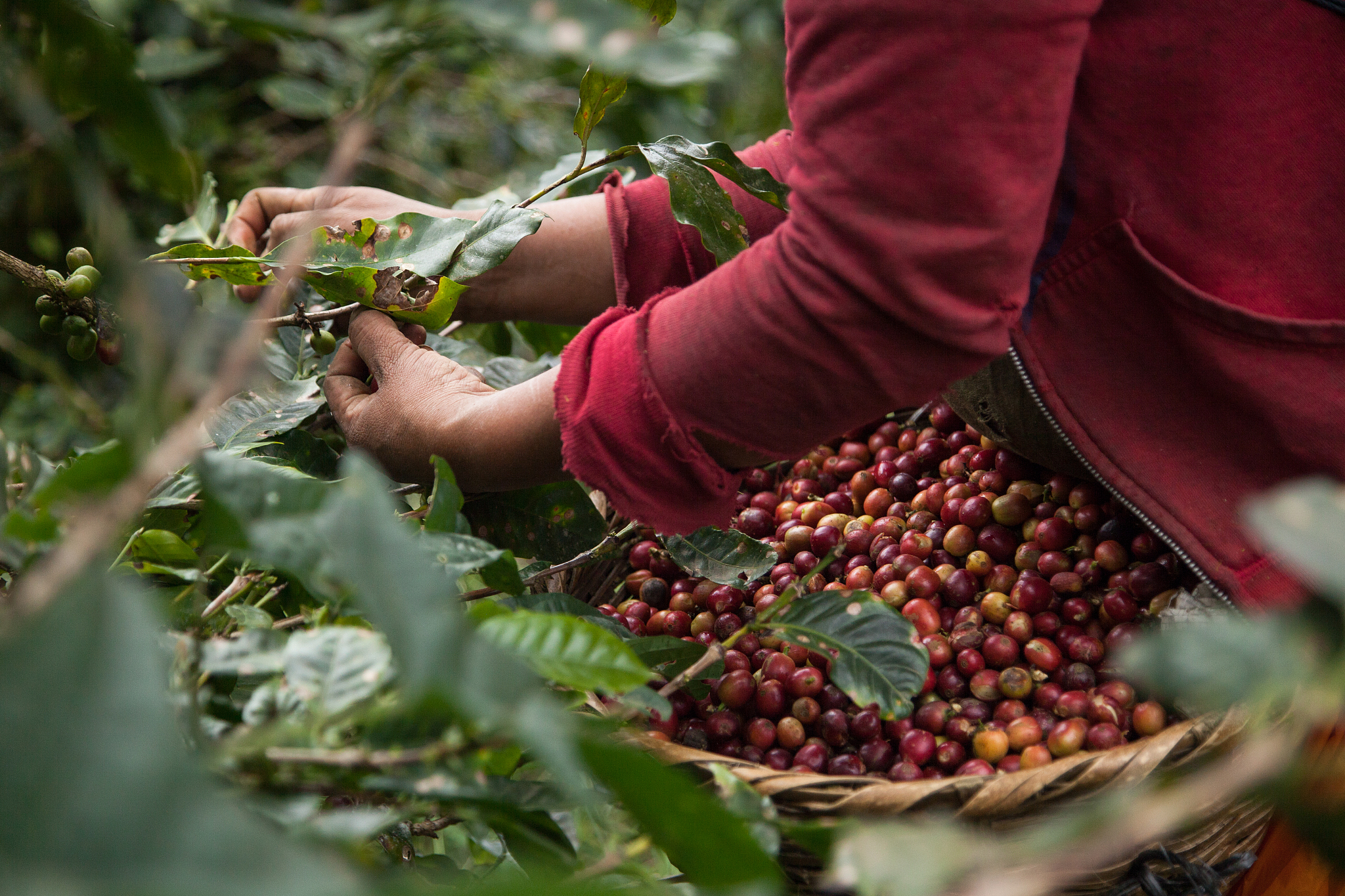 哥伦比亚咖啡产区详解：从安第斯山脉到瓜希拉省