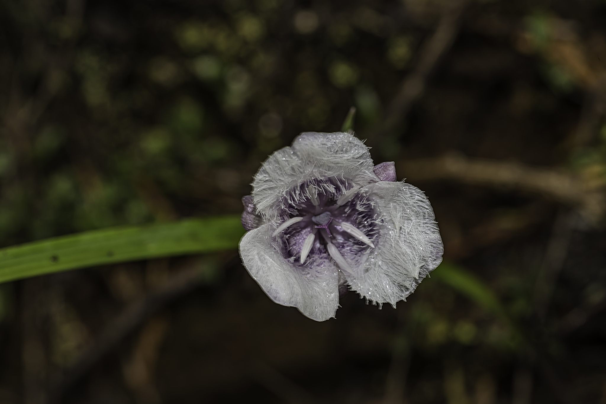 AMERICAN JOURNAL OF BOTANY期刊研究范围详细介绍