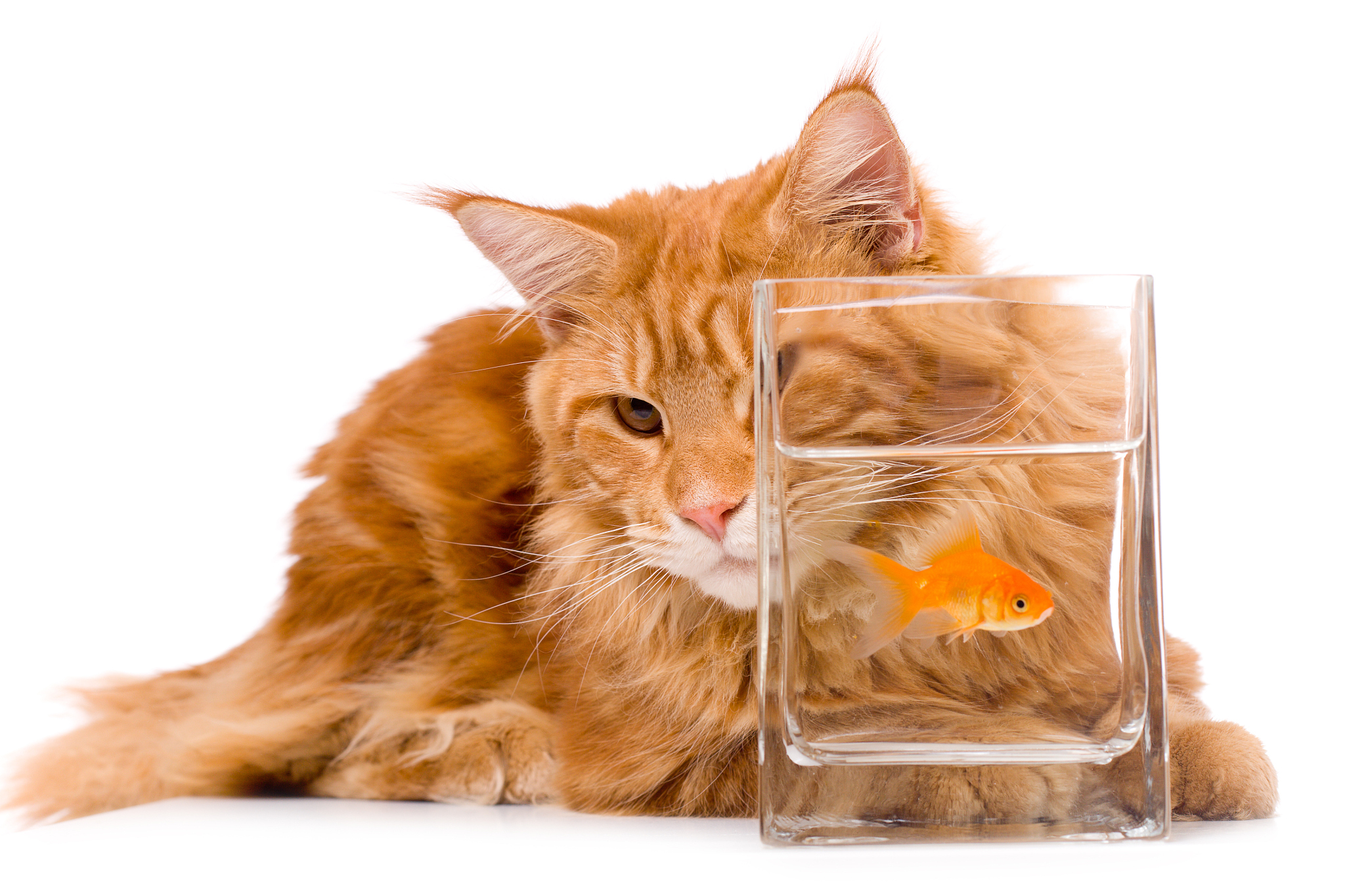 猫咪和鹦鹉吵架