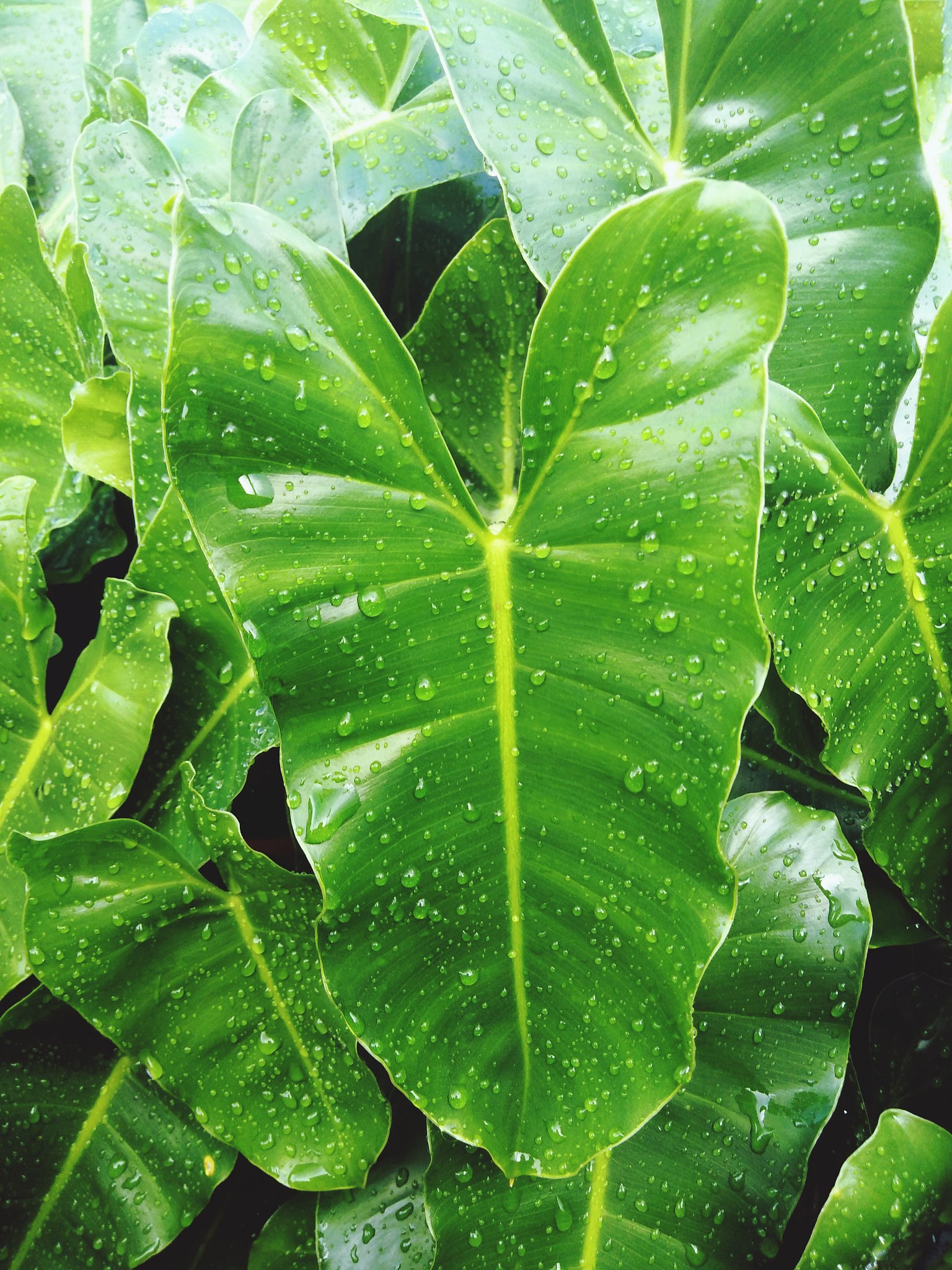 close-up of raindrops on leaves