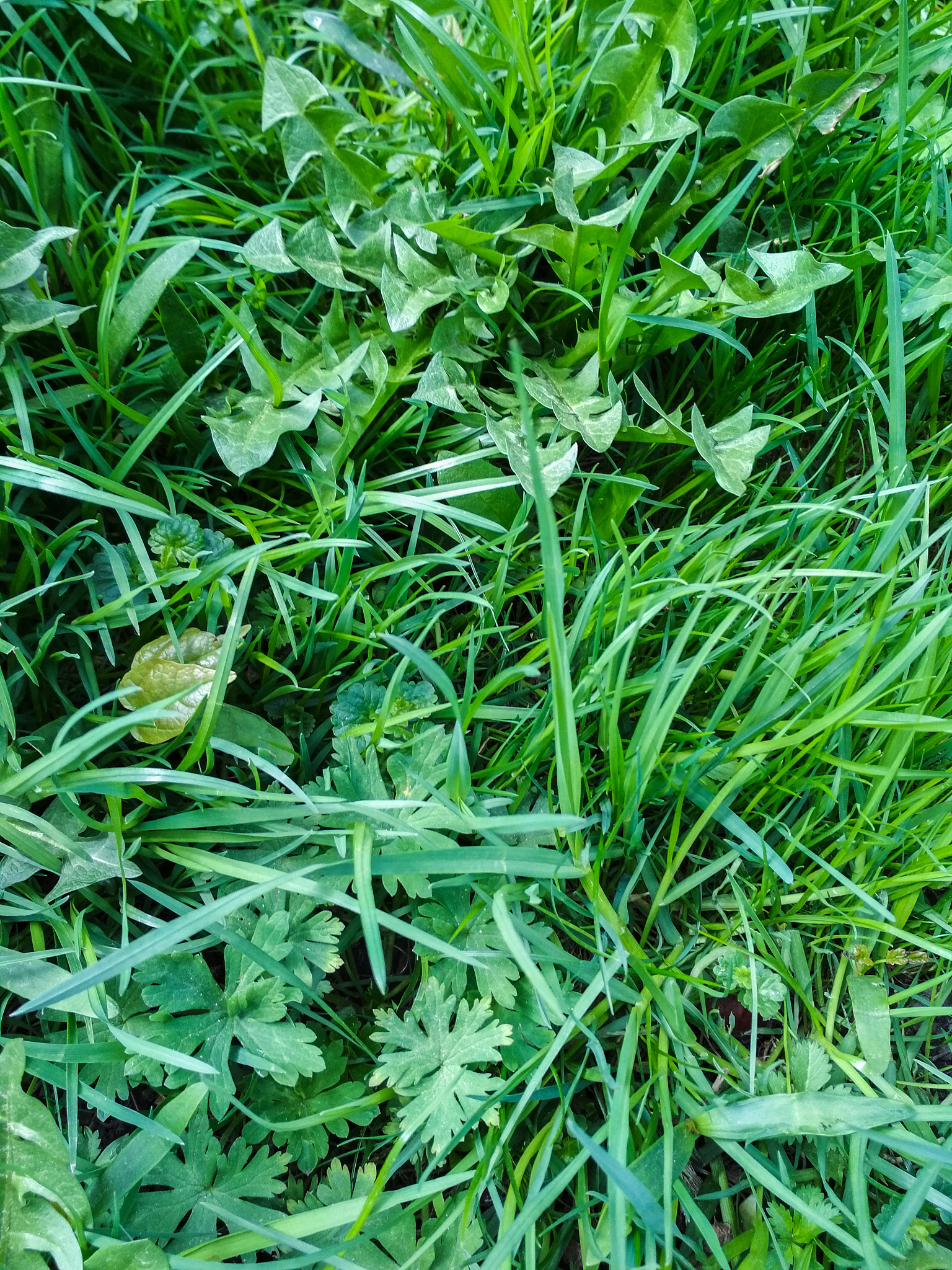 柳蒿芽能吃吗，