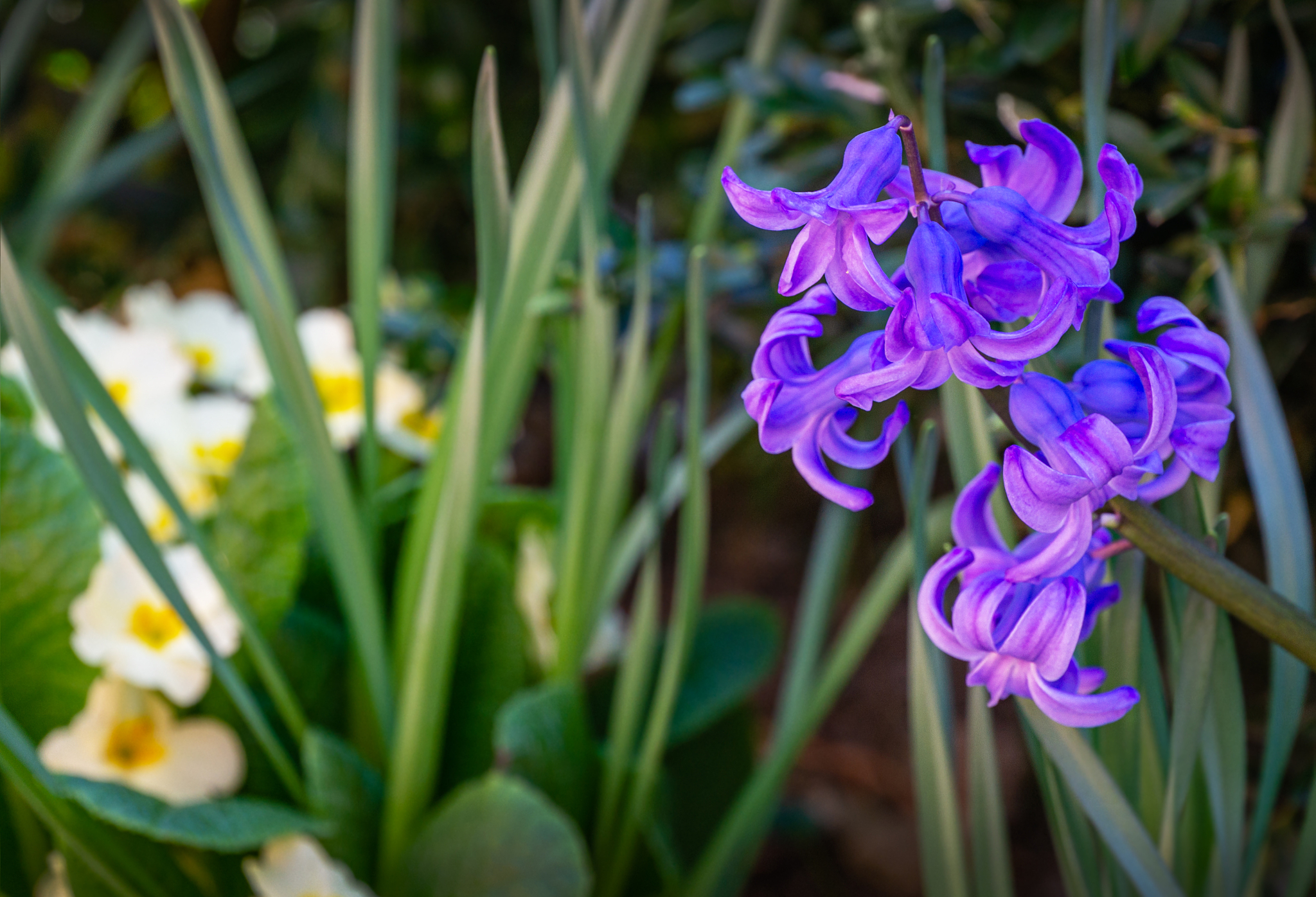 macro of spring flowers pink hyacinthus orientalis (common hyaci