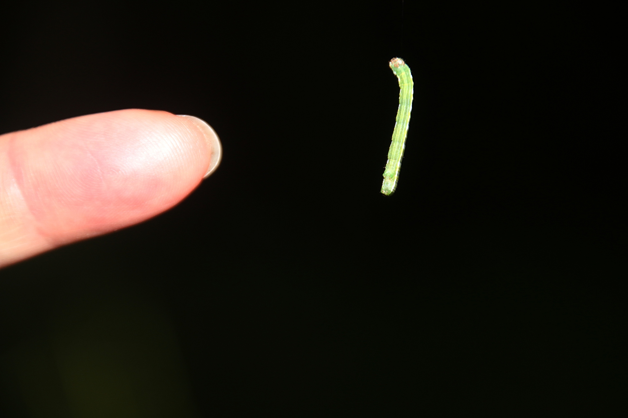 small green worm