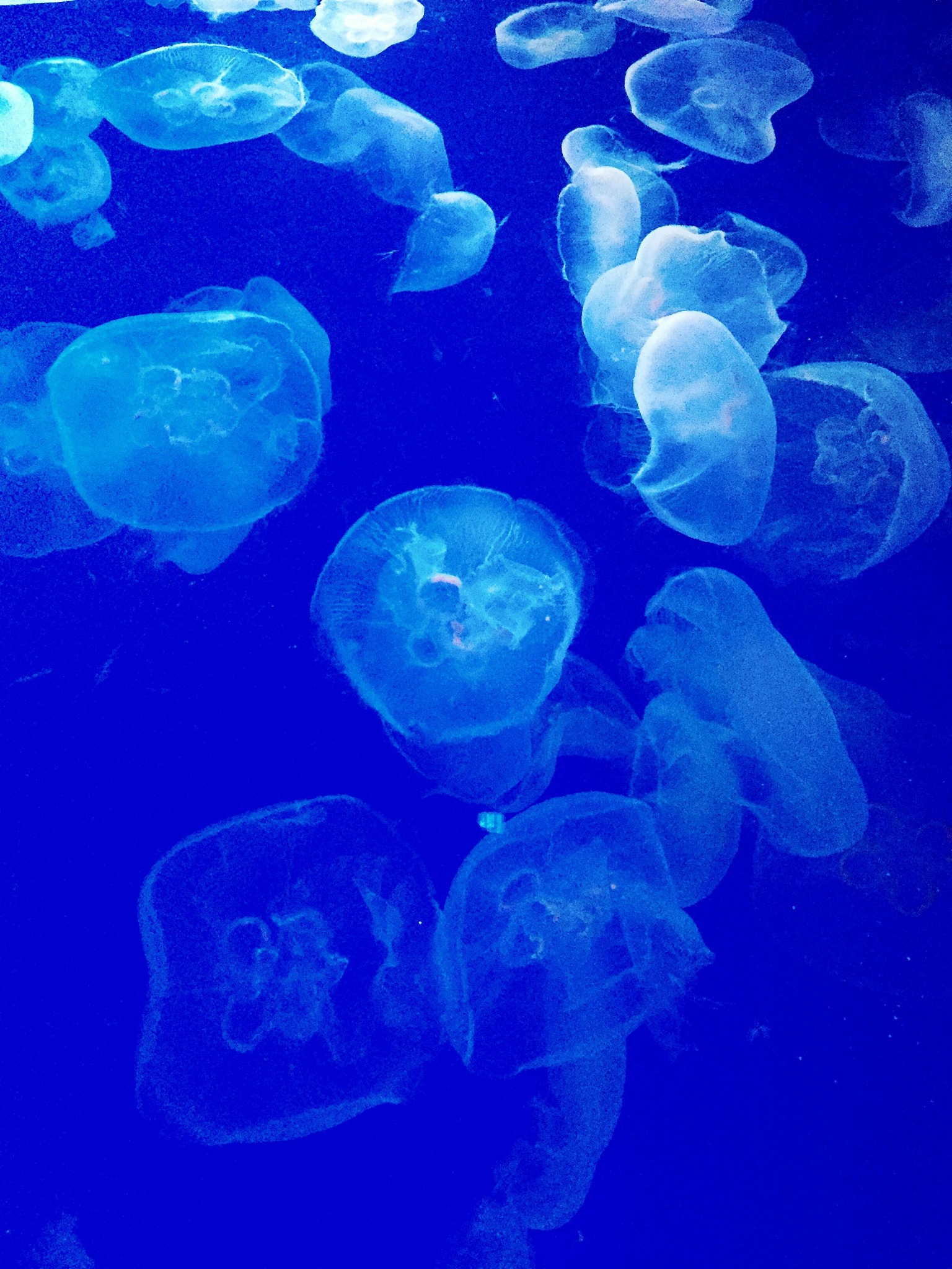 jellyfish