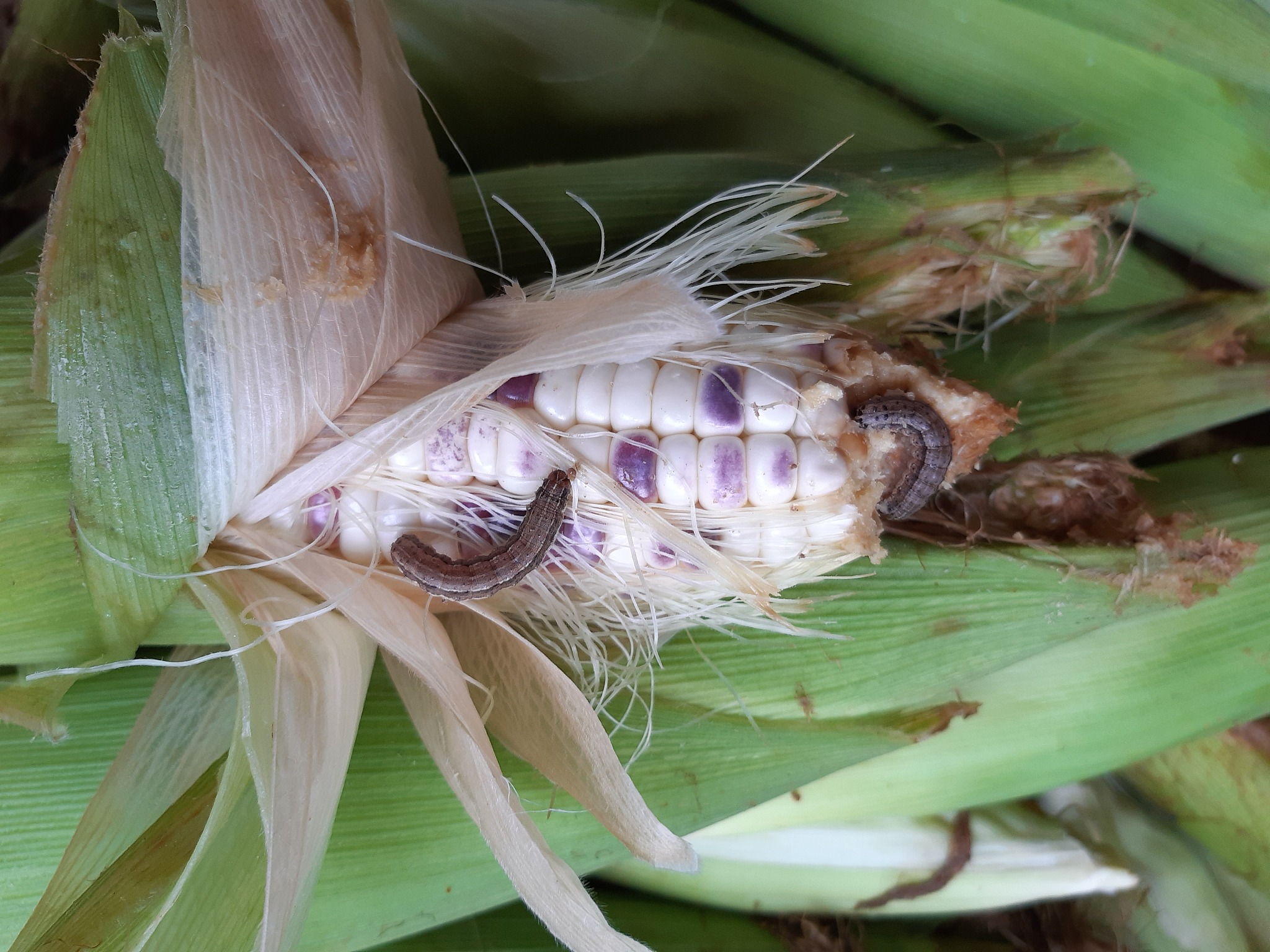 corn worms eat farmers' produce.