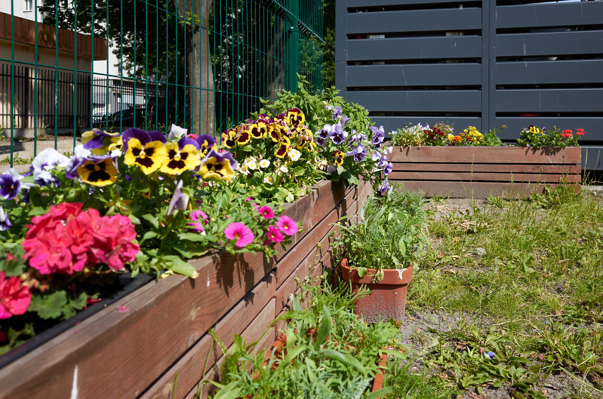 北京春季幼儿园屋顶露台种植花卉推荐：安全易养品种