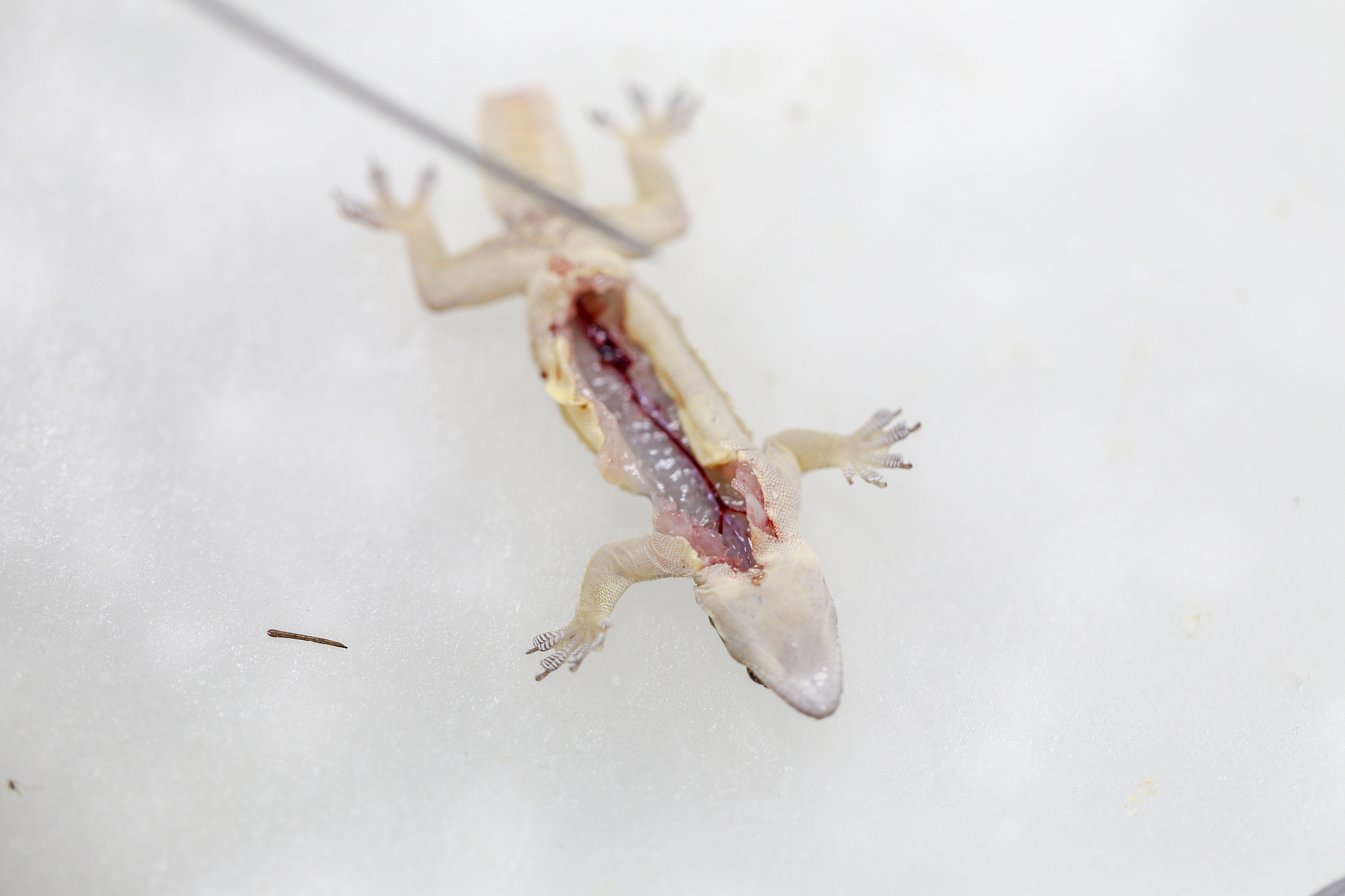 延边大学动物科学专业怎么样