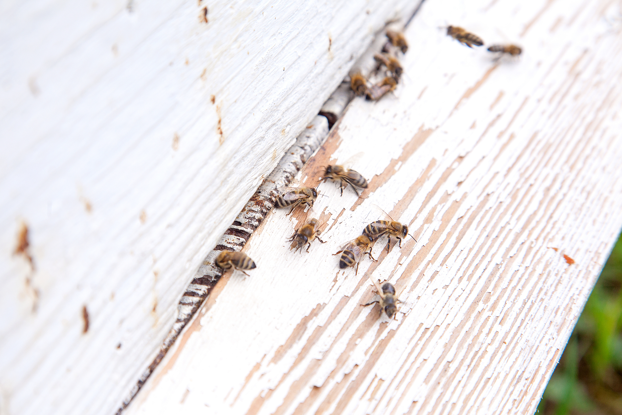 plenty of bees at the entrance of white beehive in apiary.
