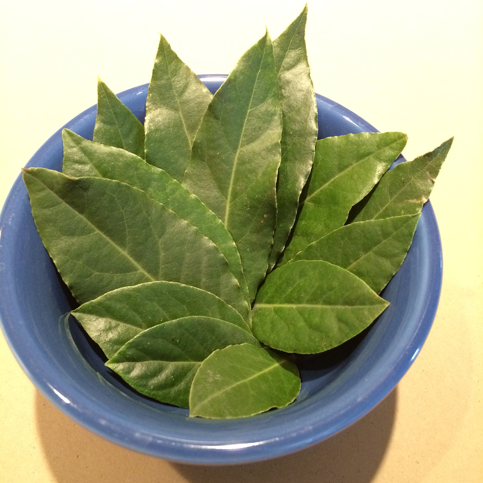 植物体重中叶子重量所占的分数