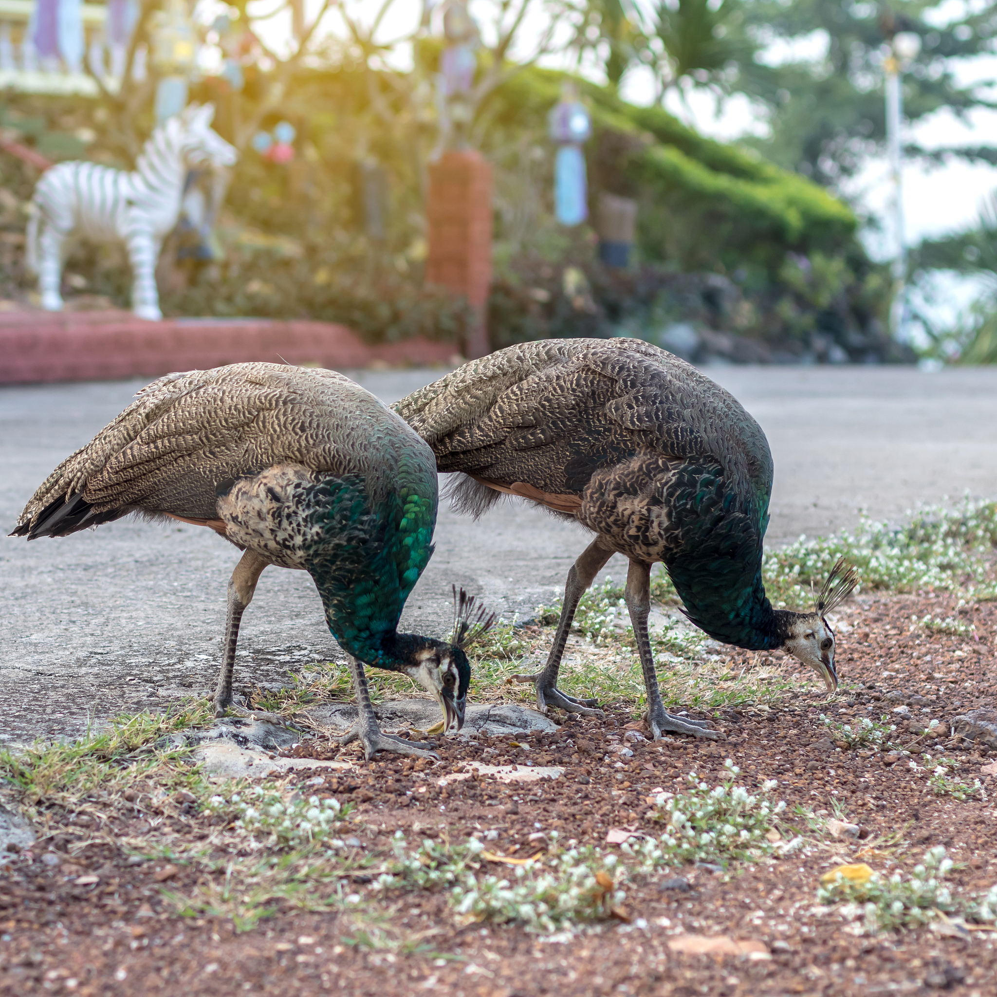 the peacocks are both tricky on the ground.