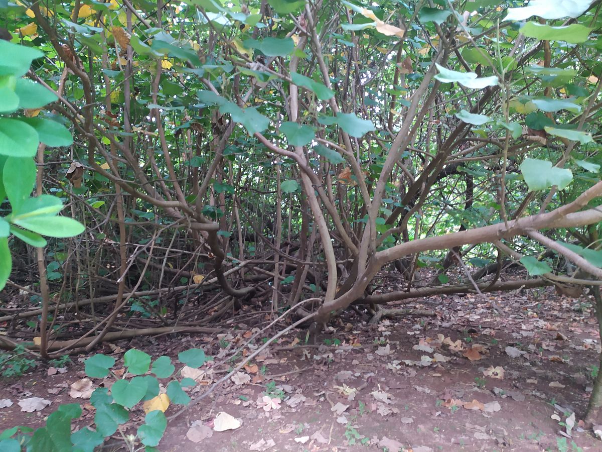 翻译：三种砧木资源都具有良好的抗逆性适合大多数地区栽培。其中八棱海棠和山荆子的扦插生根能力较强在适宜的条件下扦插生根率可以达到50以上具有直接利用于产业生产的潜力。在童期内的楸子扦插生根能力强生根率可以达到80但缺乏对成年期楸子扦插生根能力的研究对楸子的扦插生根能力还不明确。
