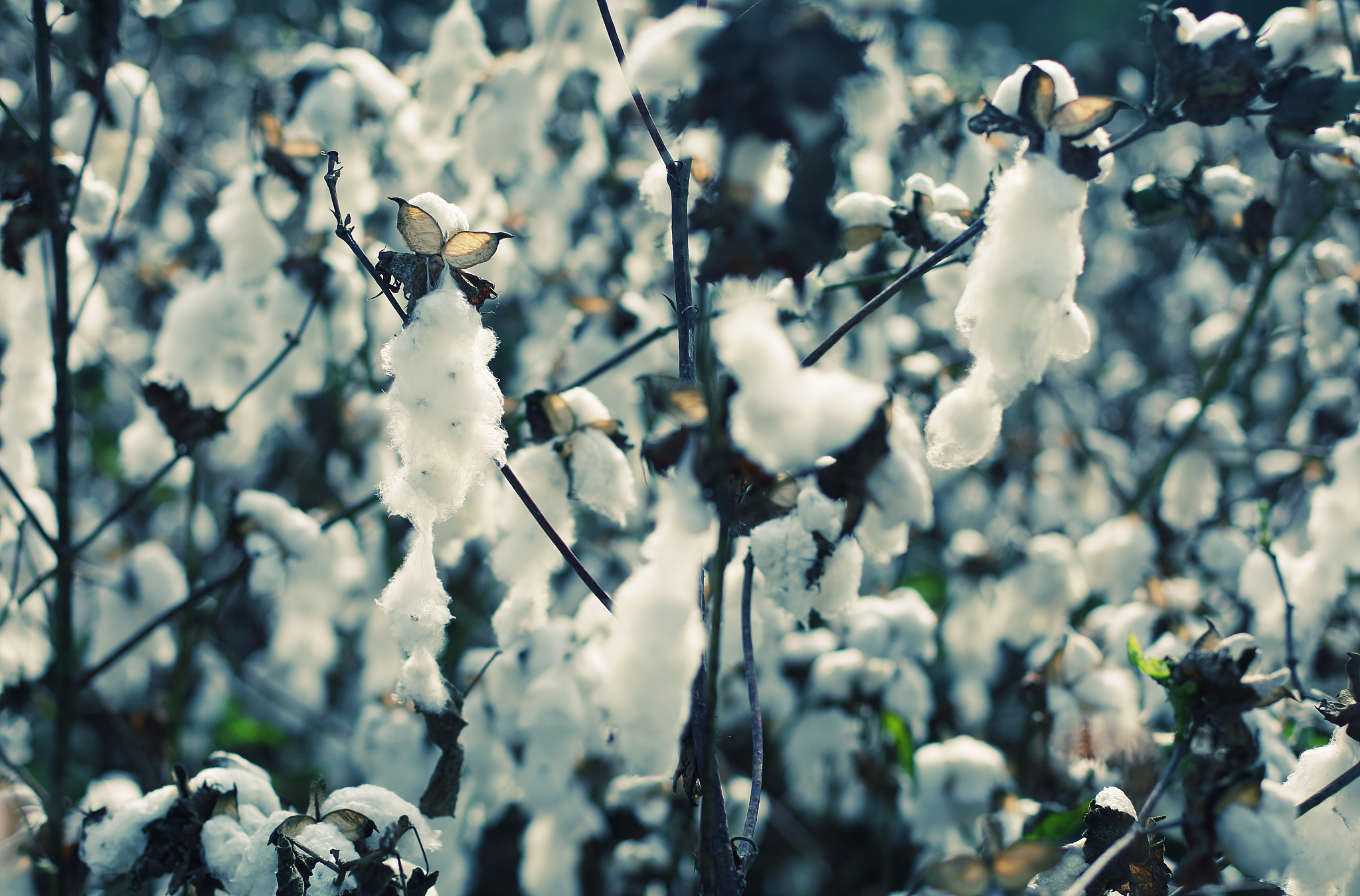 棉花：从古代文明到现代生活 | 中国棉花史简述