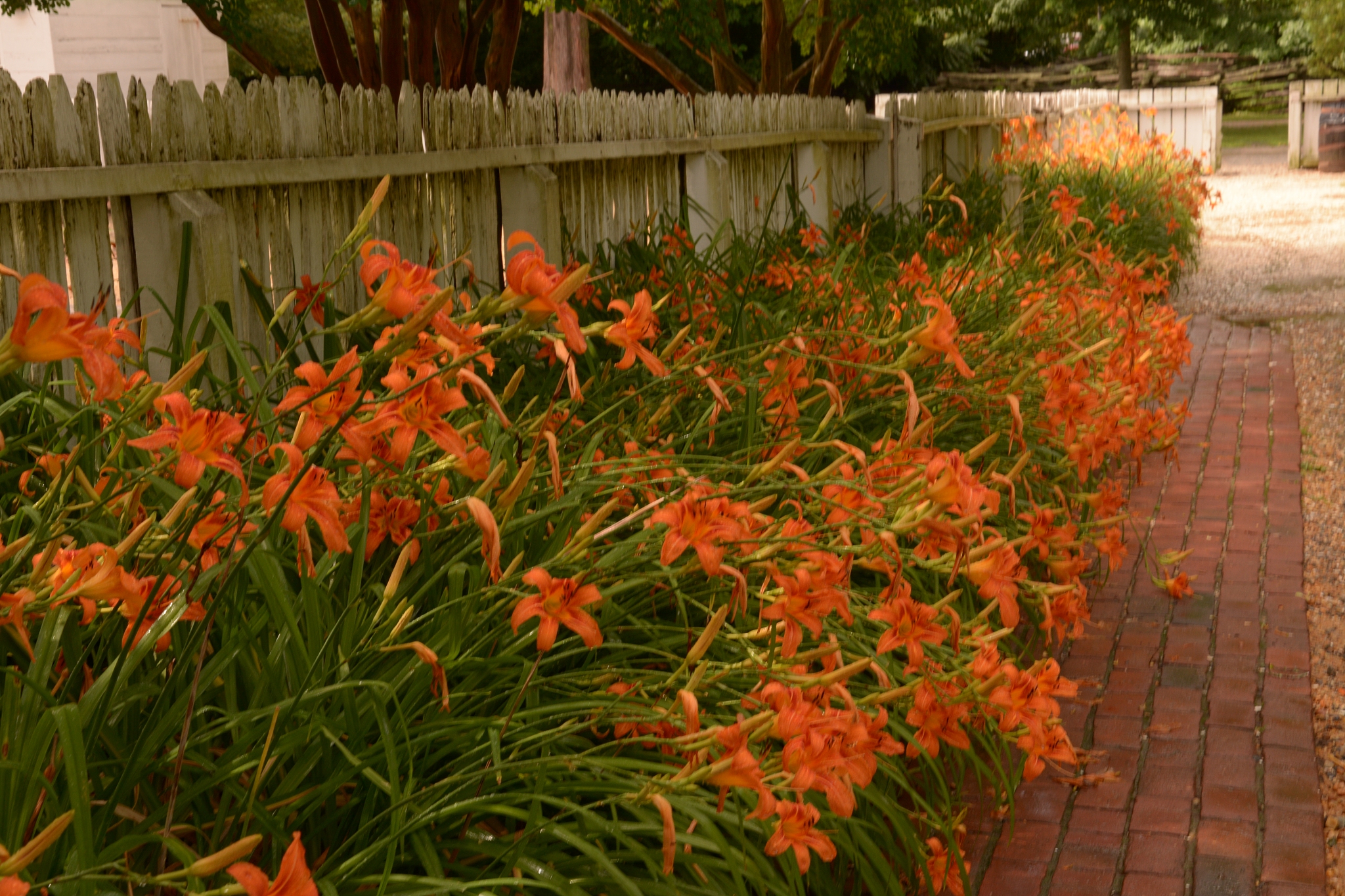 blooming flowers in williamsburg va