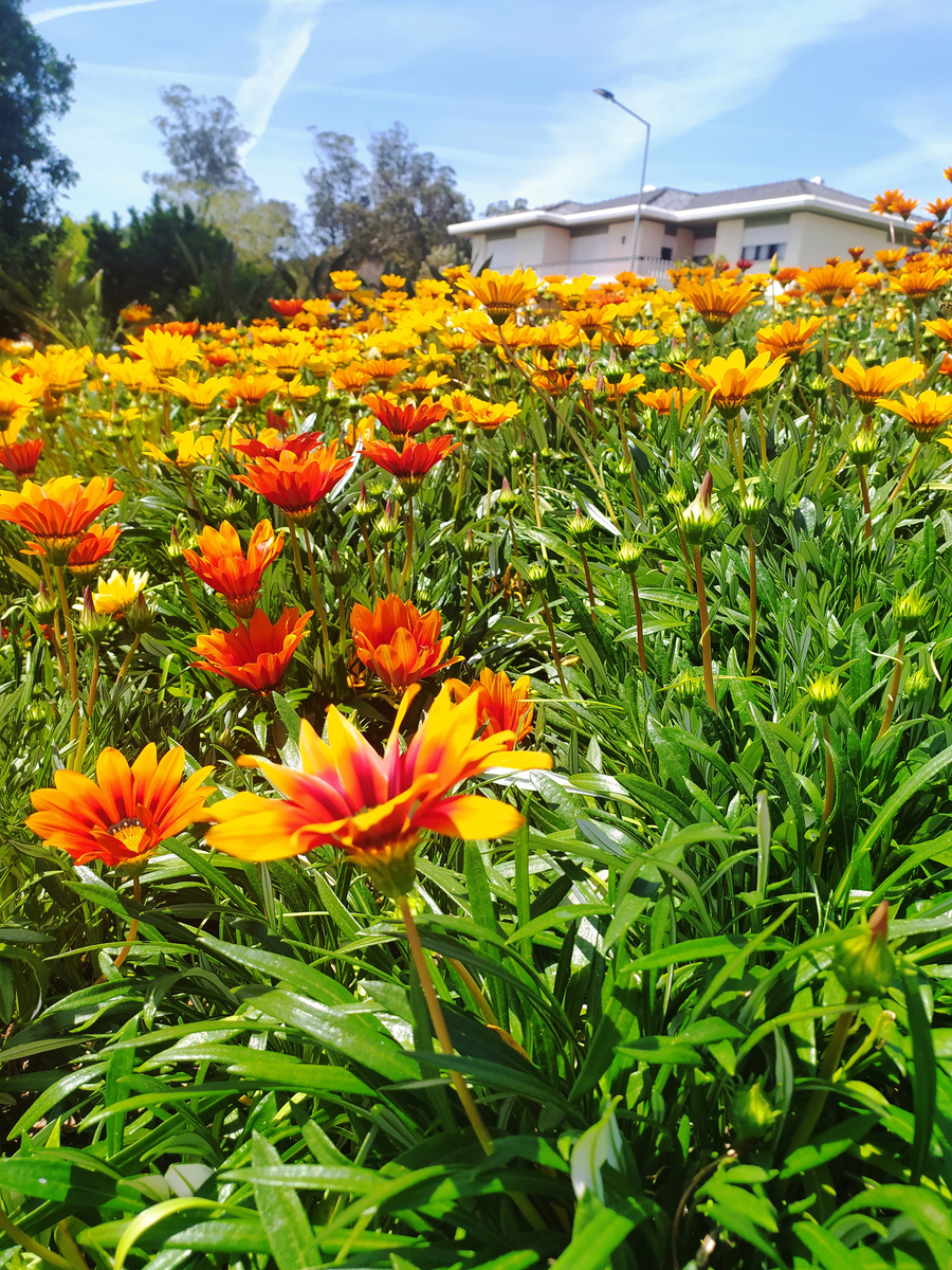 请写100字非常优美的文章