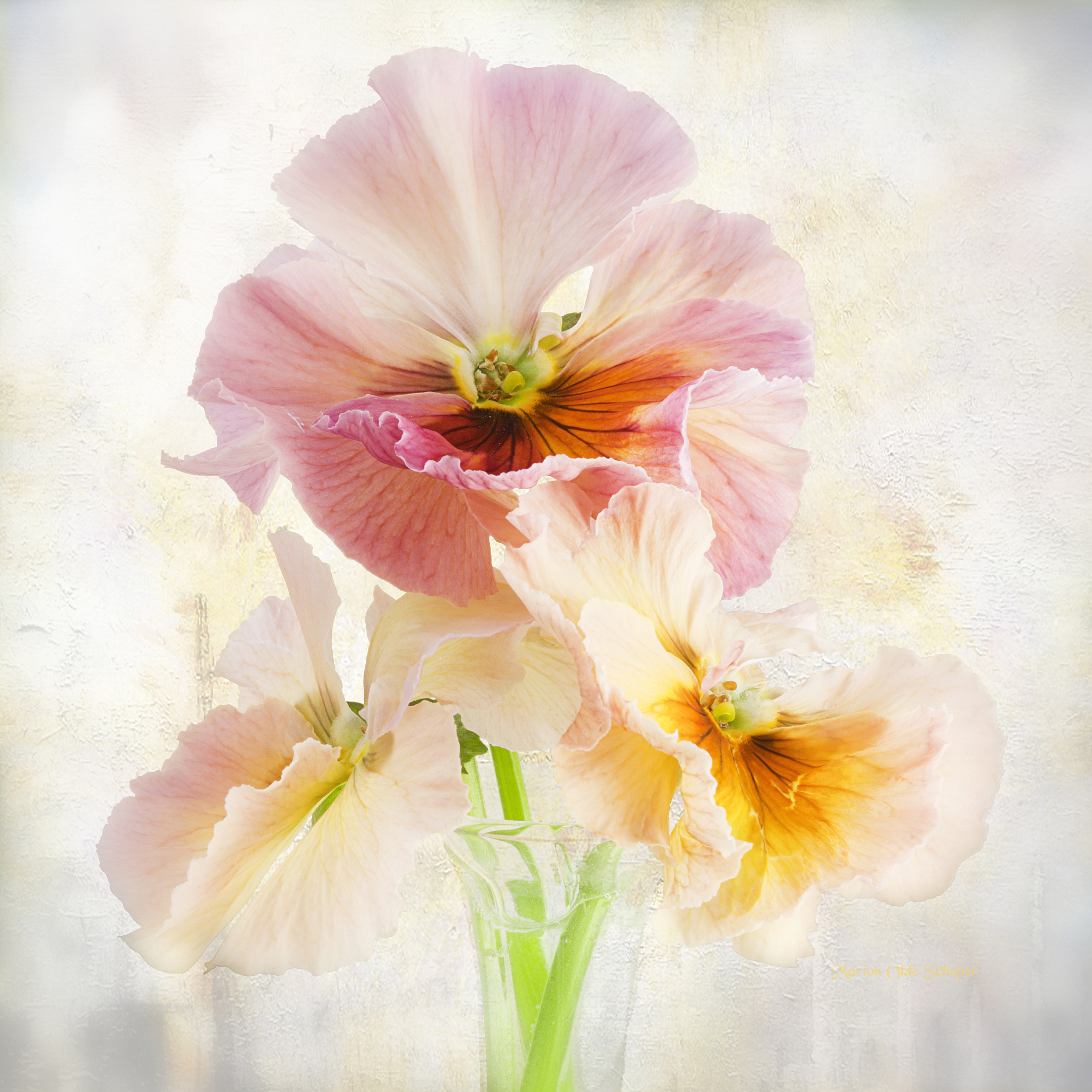 在《她住在未被践踏的道路中》中通过将她比作半隐藏的紫罗兰色诗人指出了她的和。