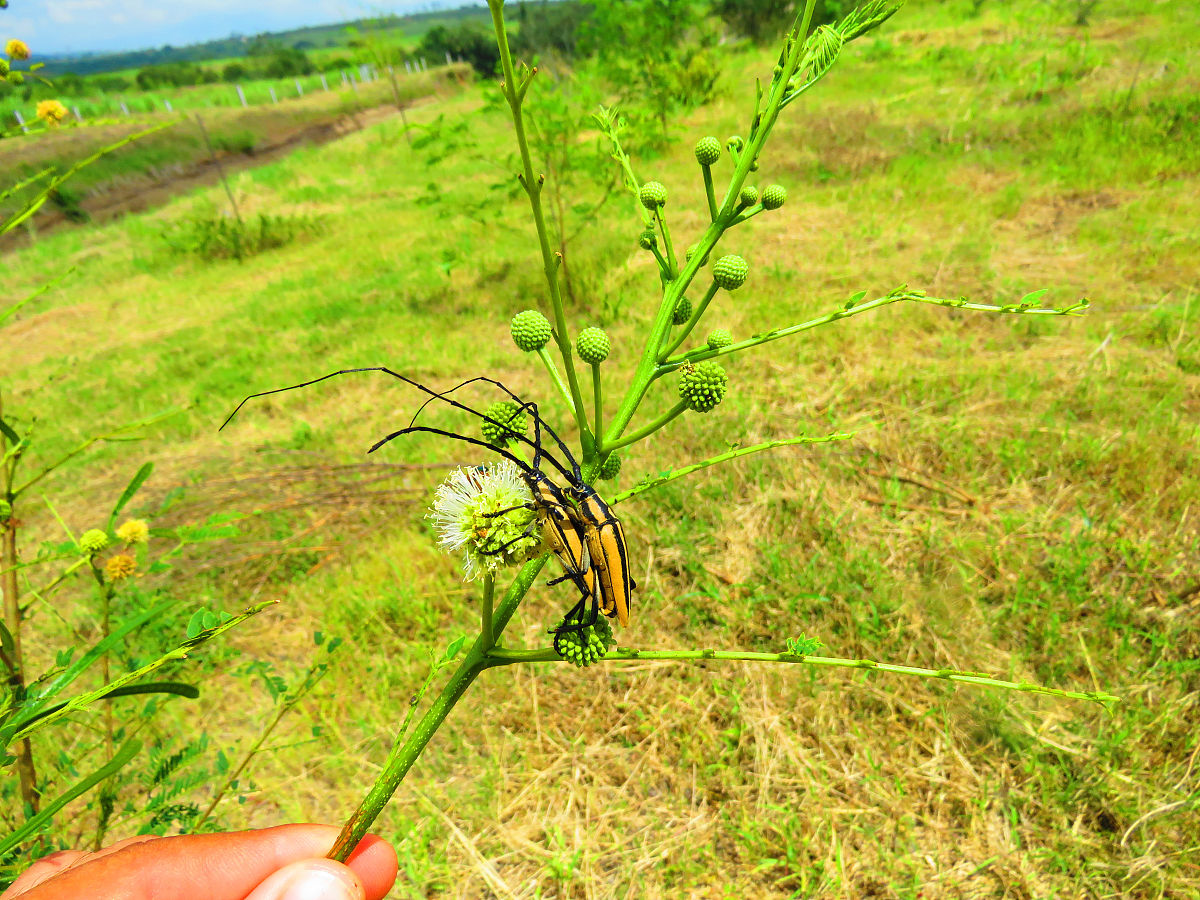 标题：毛毛虫风波 写一篇800字文小学作文