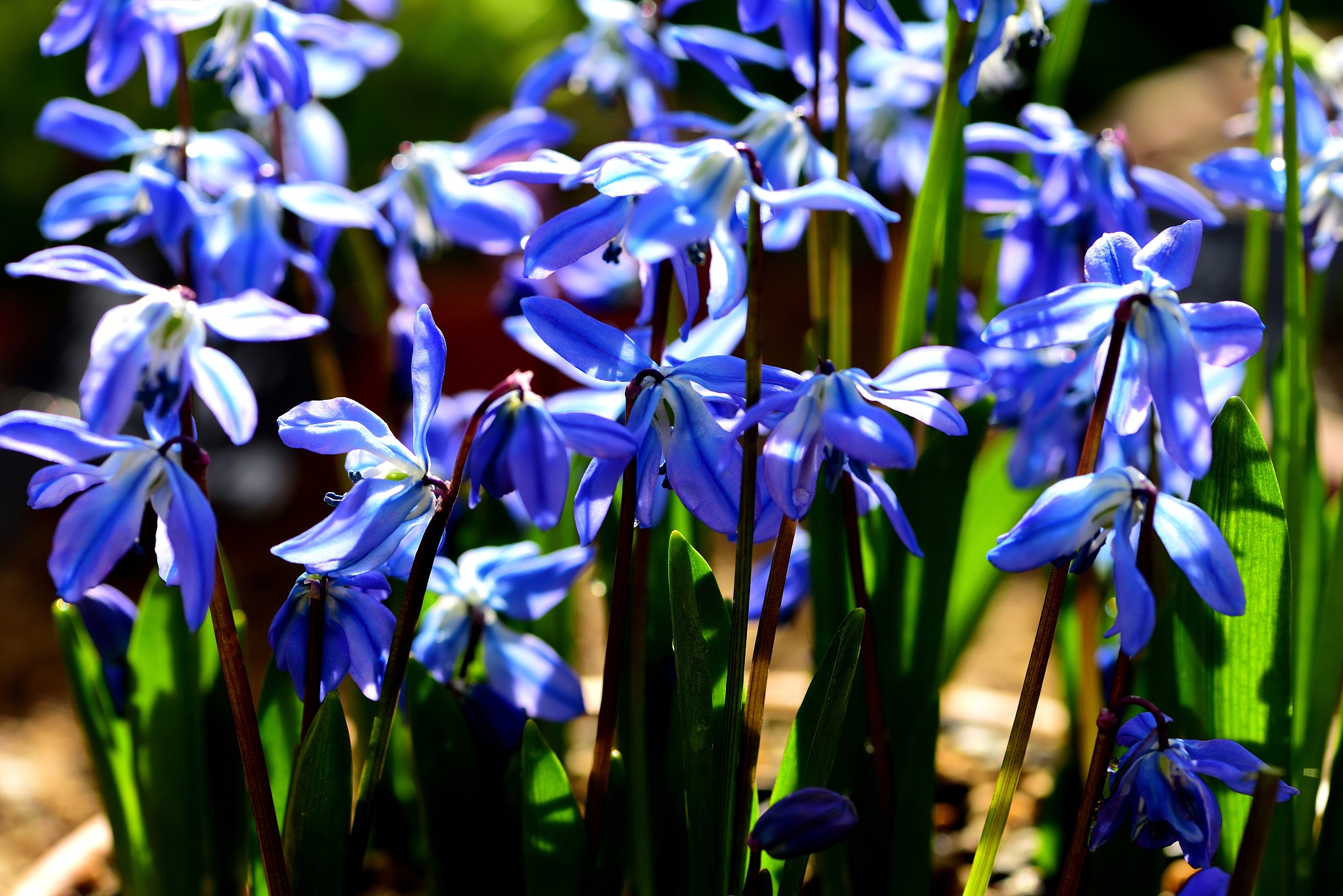 scilla spring beauty