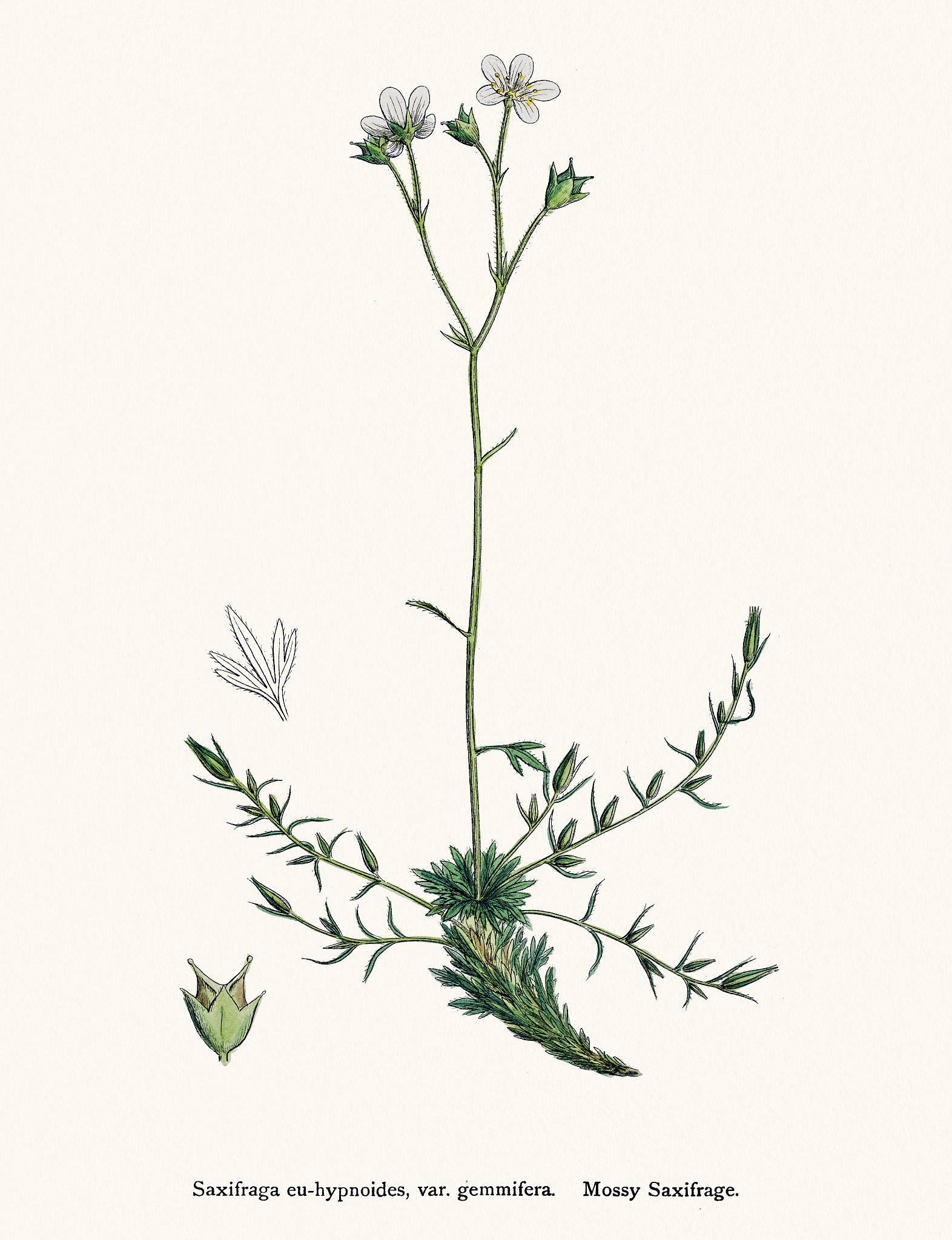 Journal of Plant Diseases and Protection期刊研究范围及最新成果 - 防治策略与抗病基因