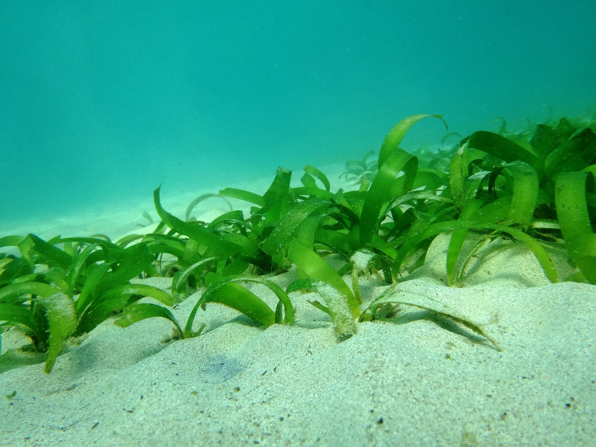 <strong>海草</strong>,沙子,在底端,自然,草本,海洋生命,热带气候,环境,图像,海洋