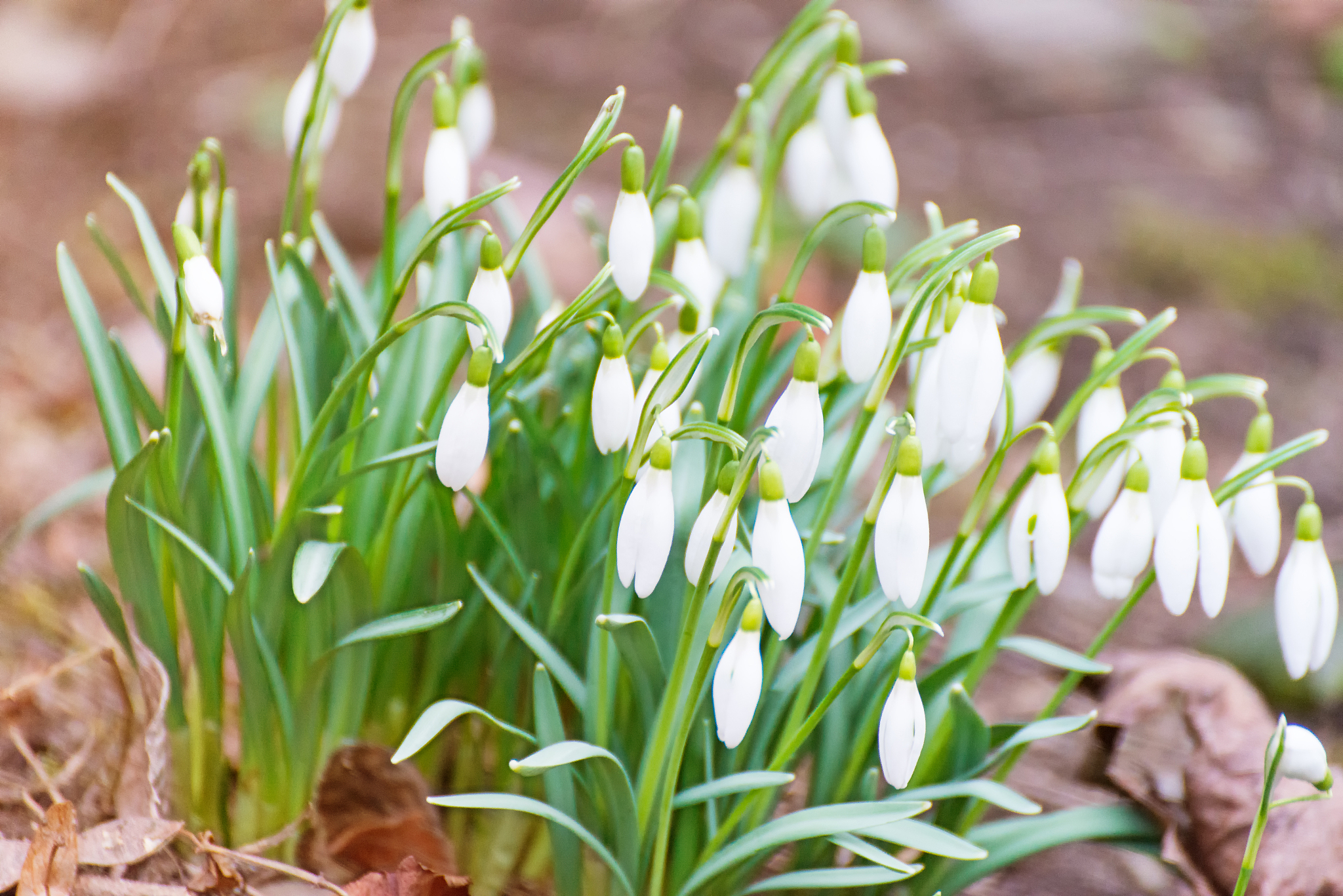 close-up of flowering plants on field