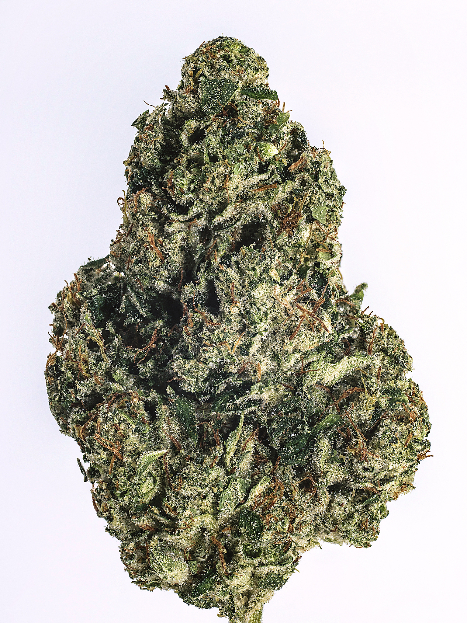live cannabis macro bud shot - grand funk og