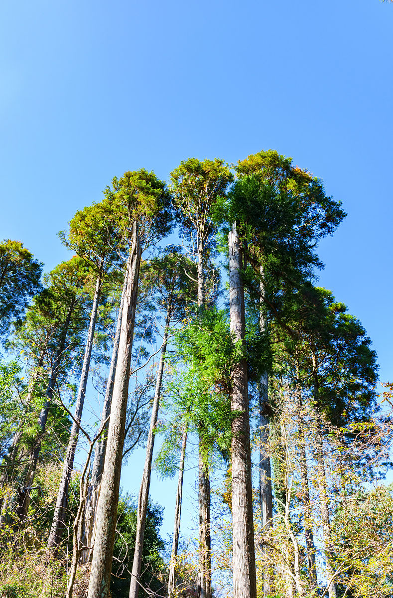 贵州林业学校2022年招生条件：入学要求及专业背景