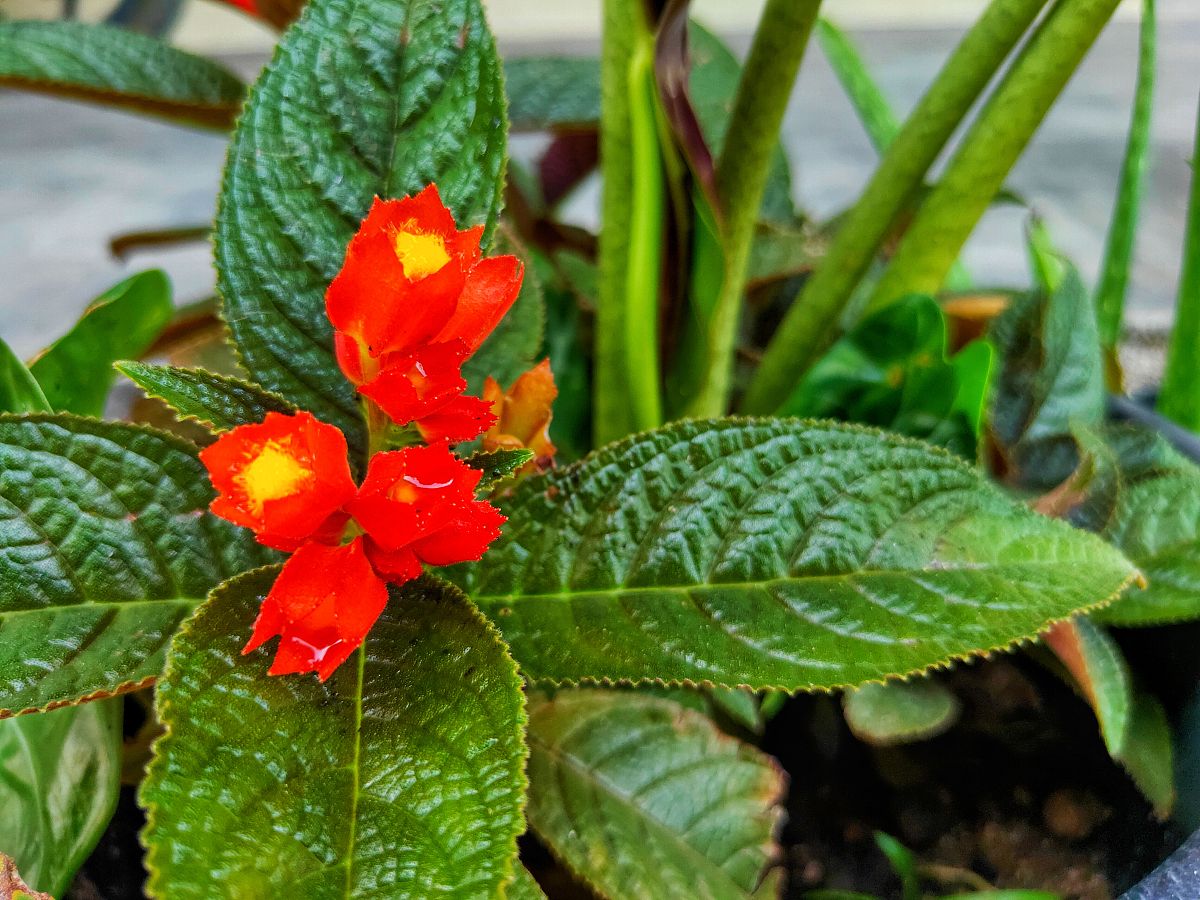 利用枝剪进行轻短截可以刺激观花植物开花对吗？