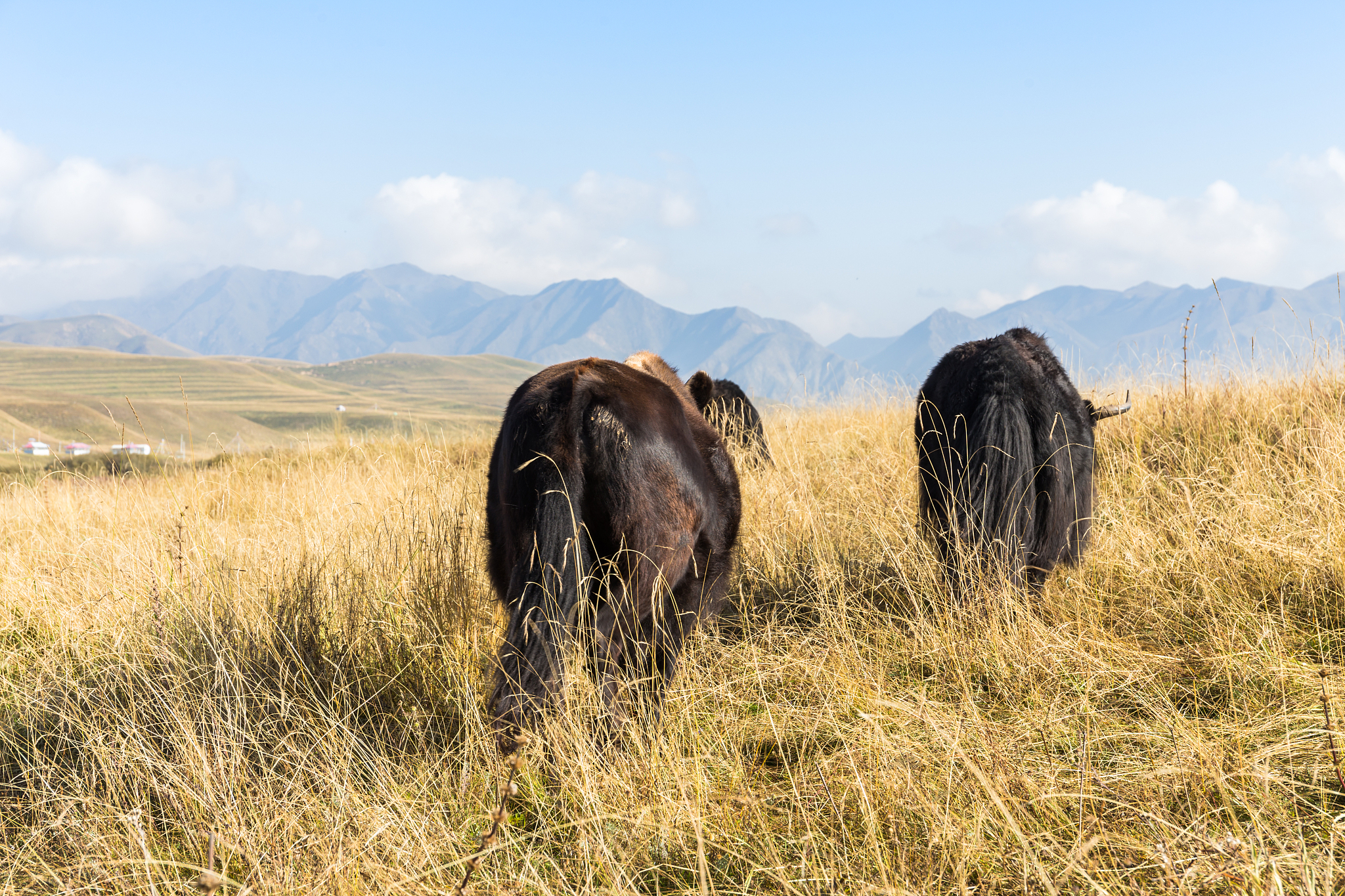 甘南畜牧学校怎么样？是公办还是民办 - 公办学校，培养畜牧兽医人才
