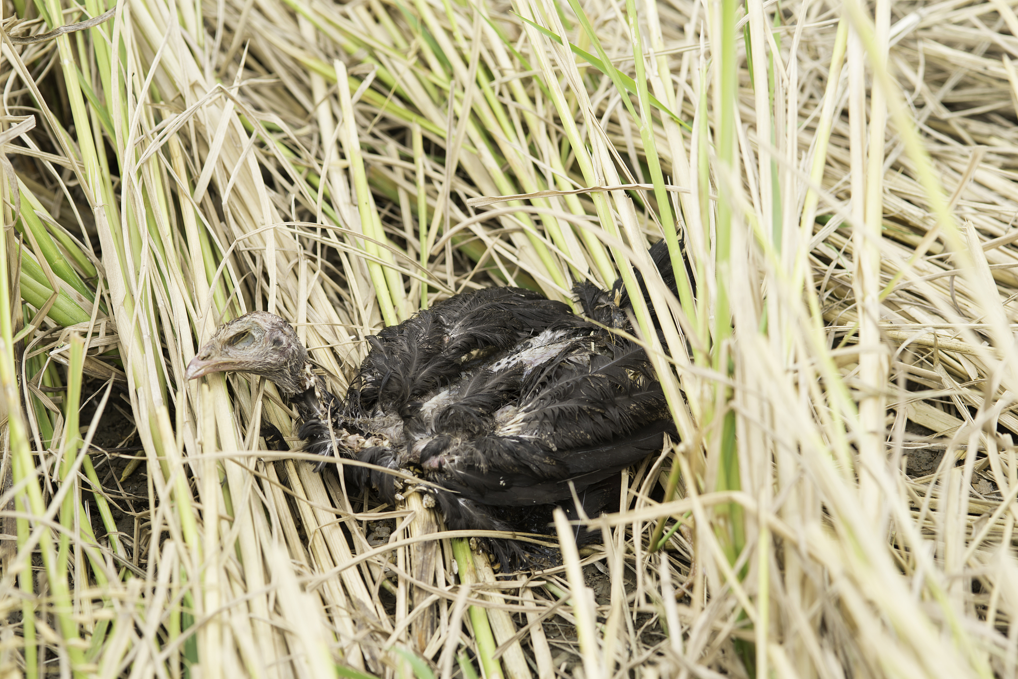 bird corpse in the nature