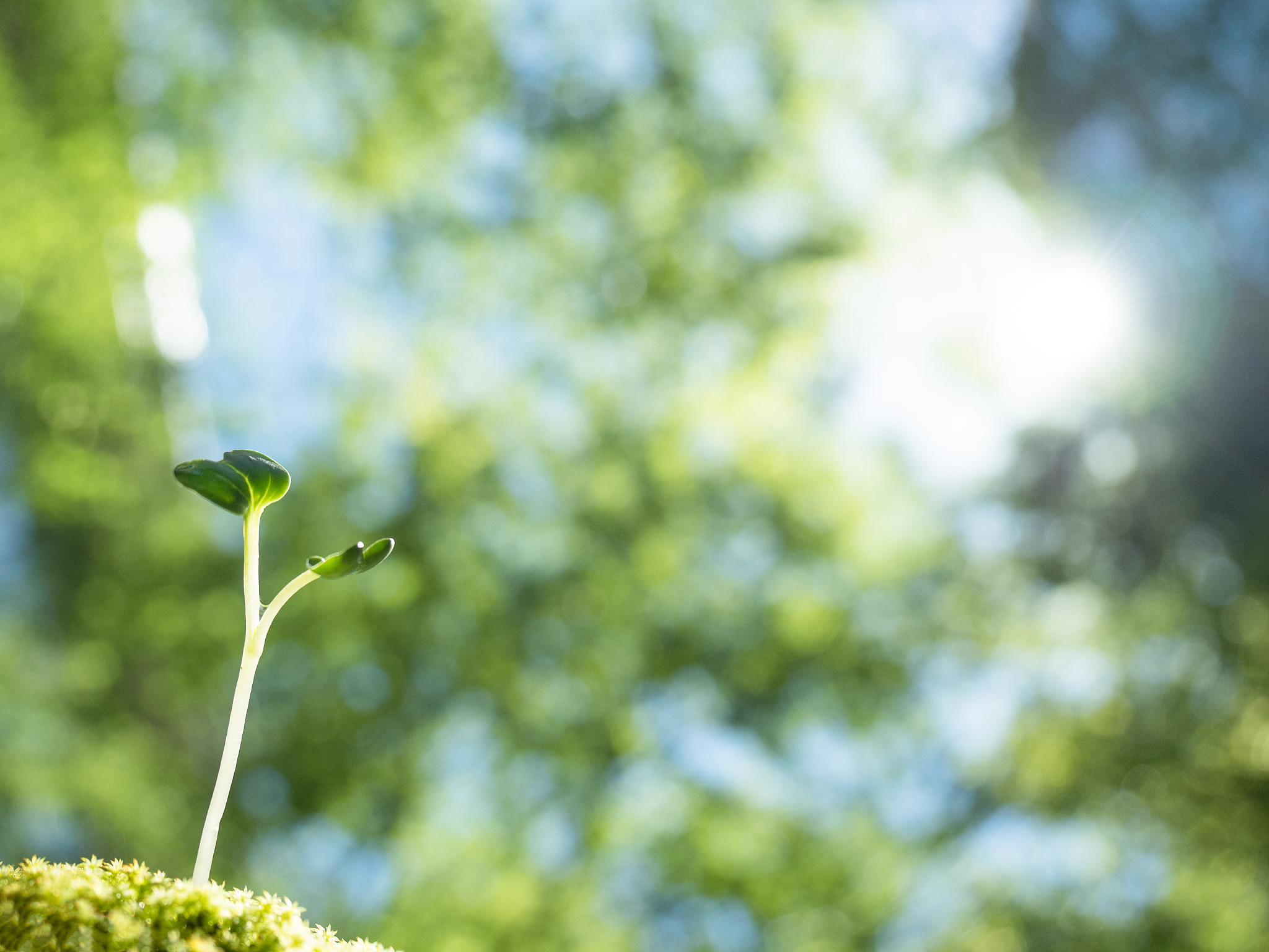 生活如花，慢慢绽放：一篇关于生活感悟的散文