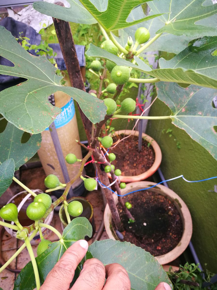 月季花期能喷百菌清吗用210字帮我详细描述