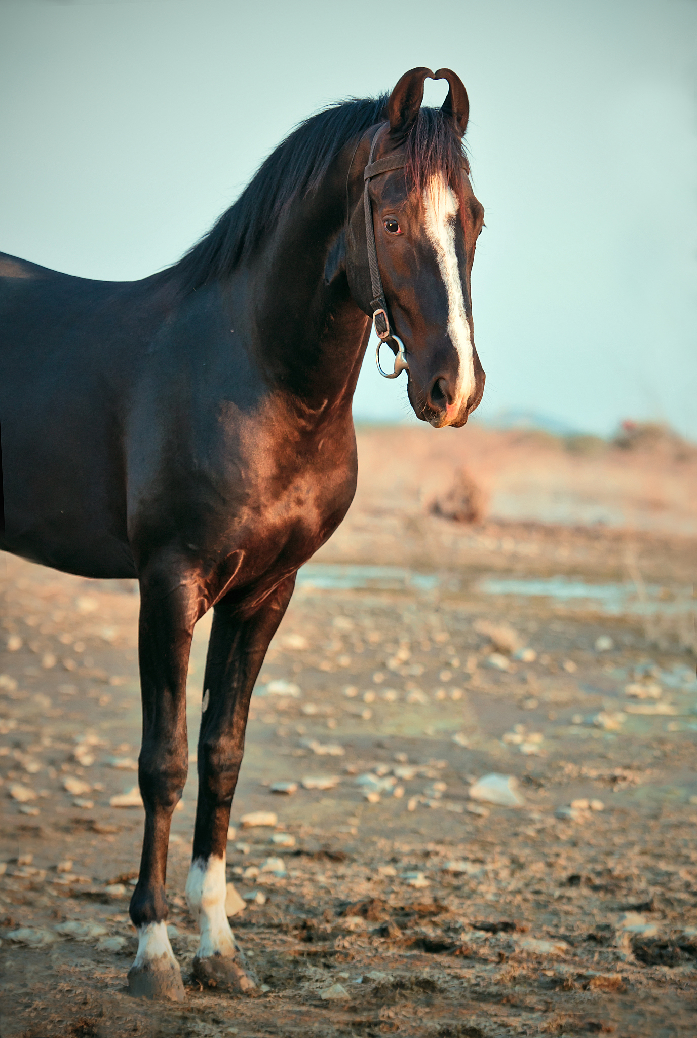 portrait of beautiful black marwari stallion posing nearly lake.