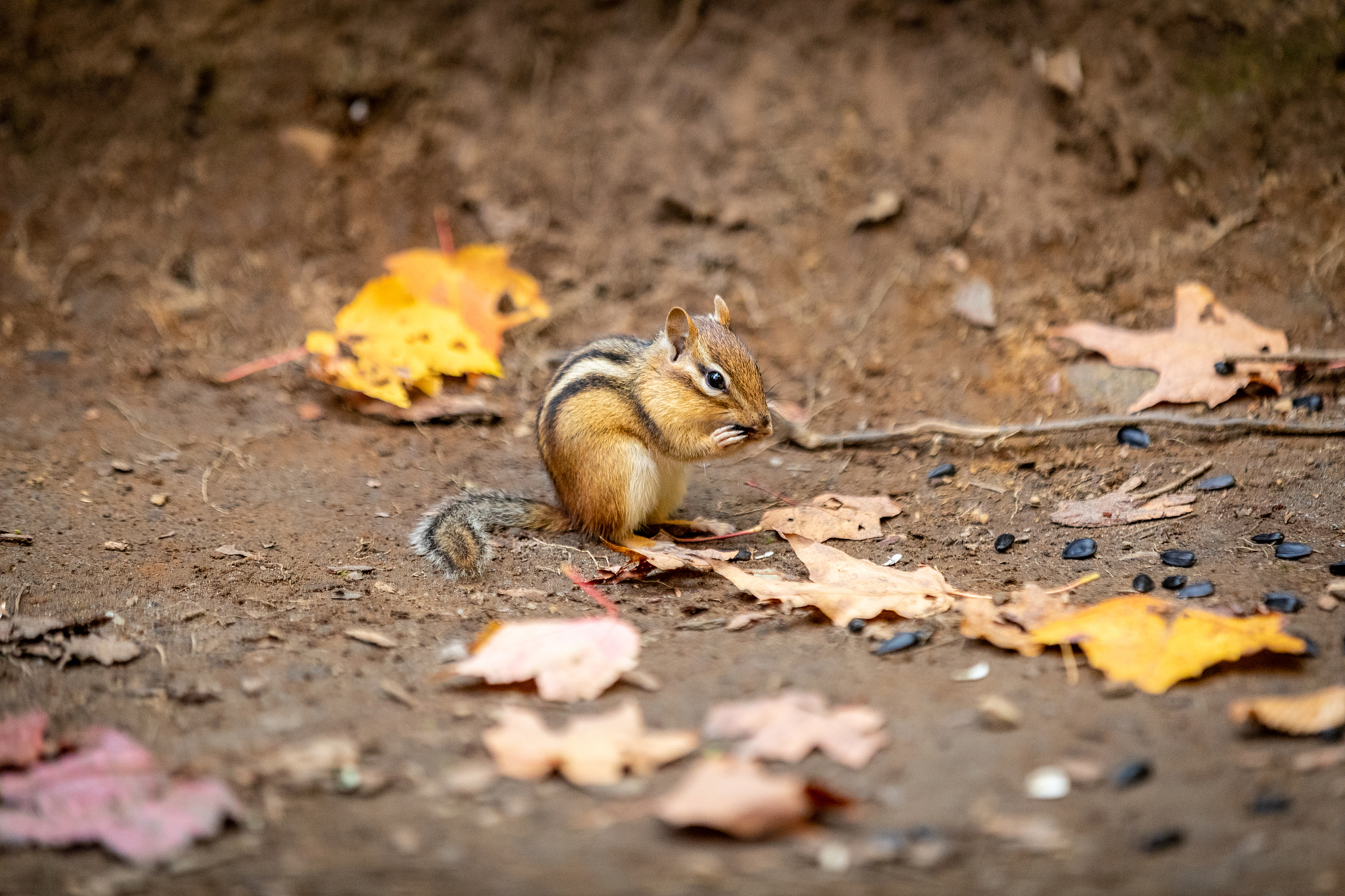 小鳄鱼询问小松鼠是否打翻了牛奶：一个关于好奇心和友谊的故事
