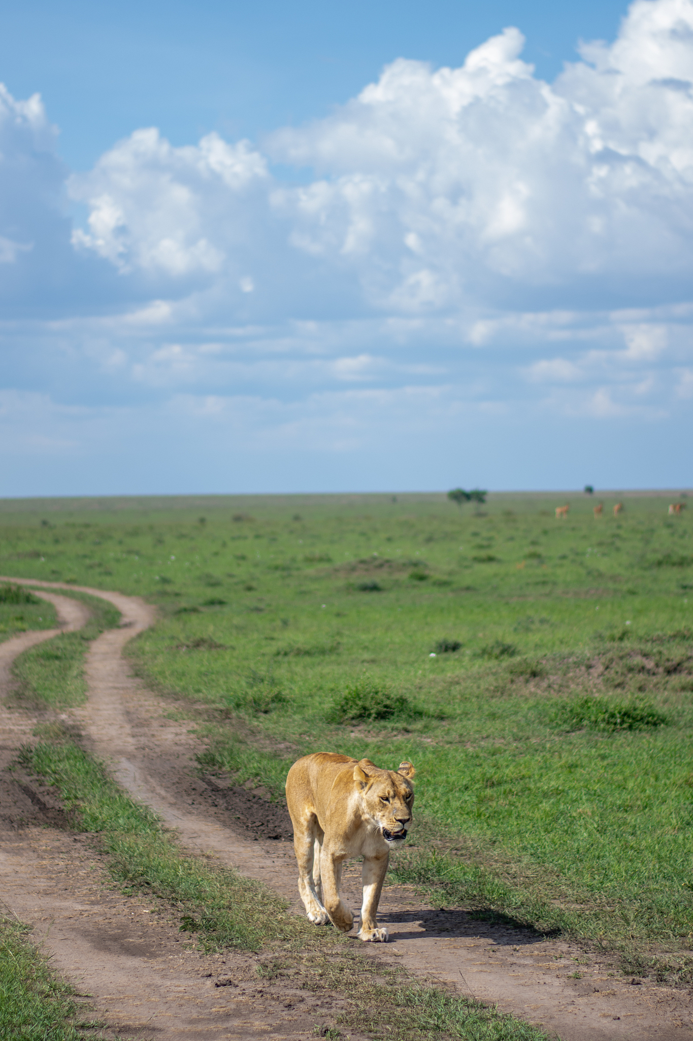 lioness walking in masai mara