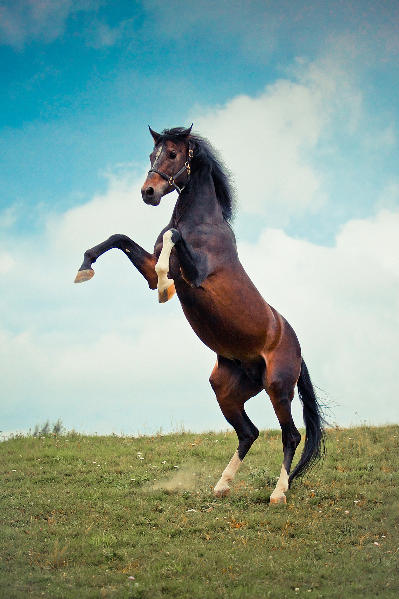 rearing horse