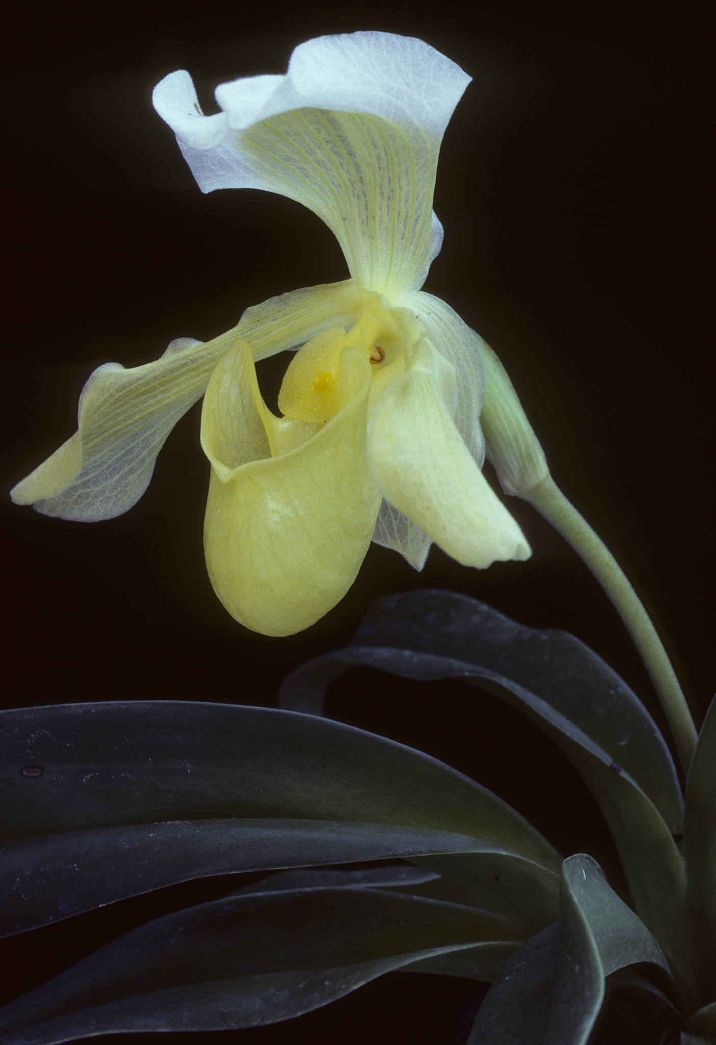 lady's slipper