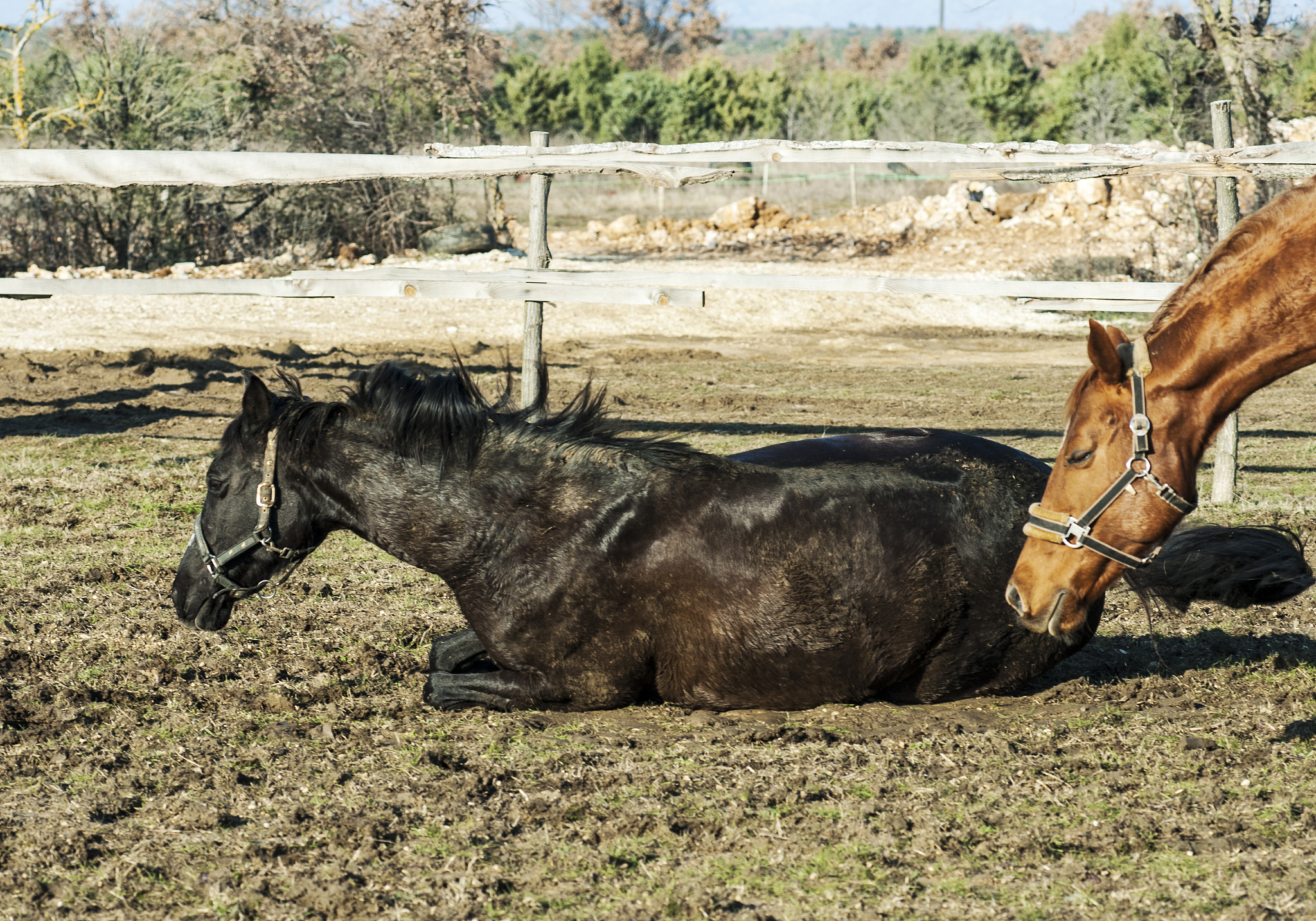 portrait of a horse