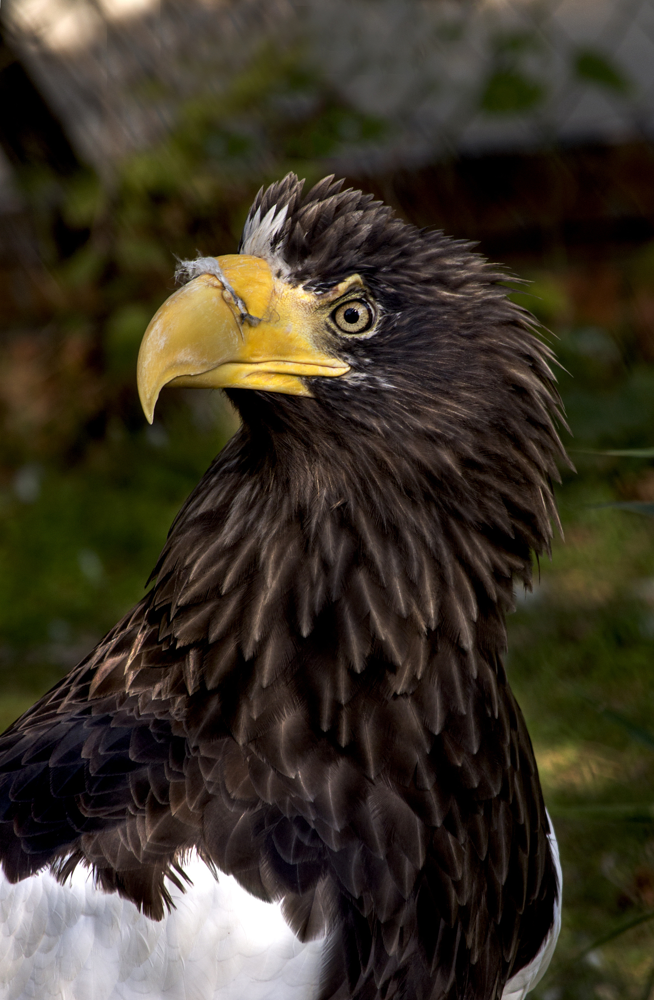 steller's sea eagle