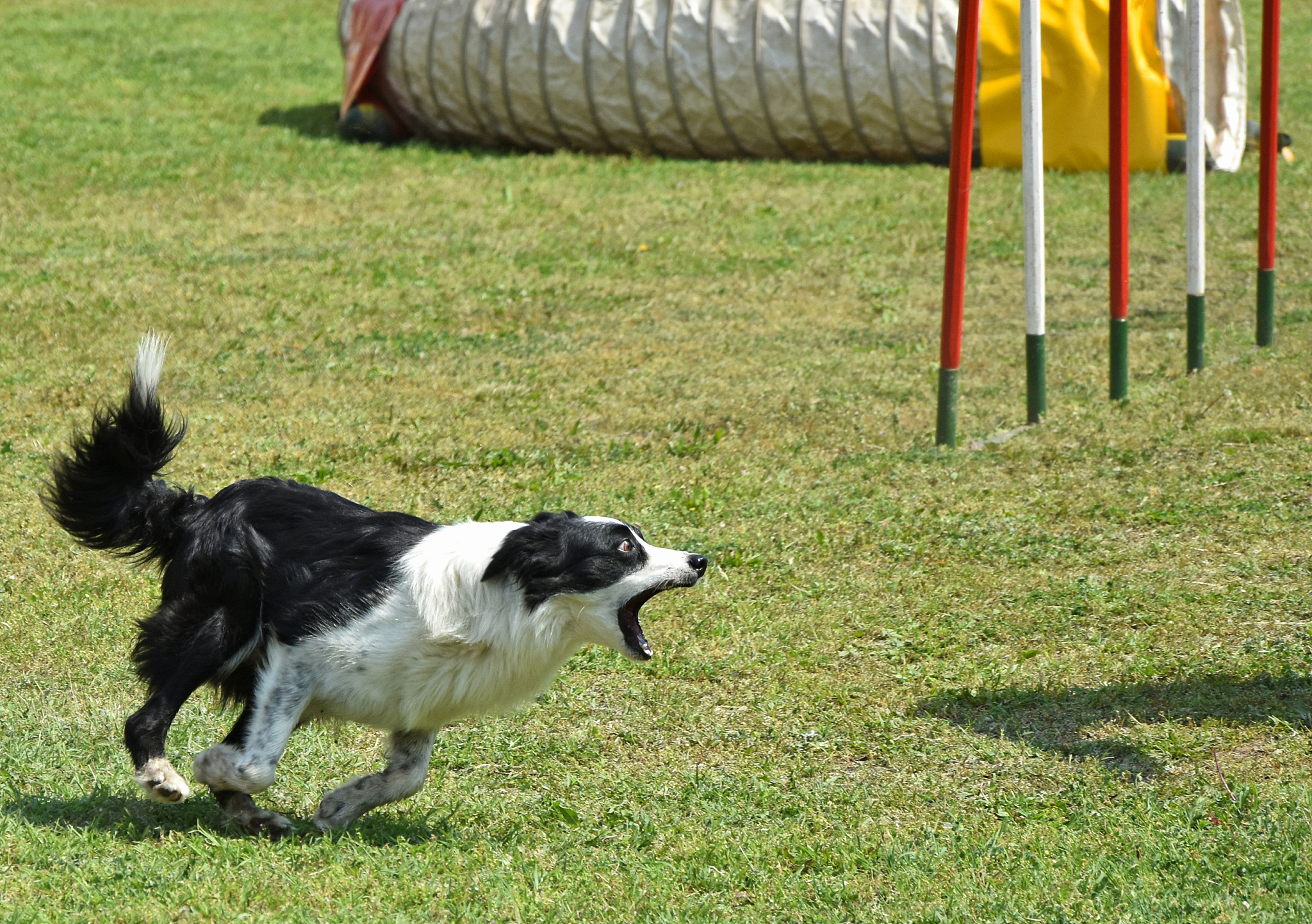 养犬新手适合饲养边牧吗