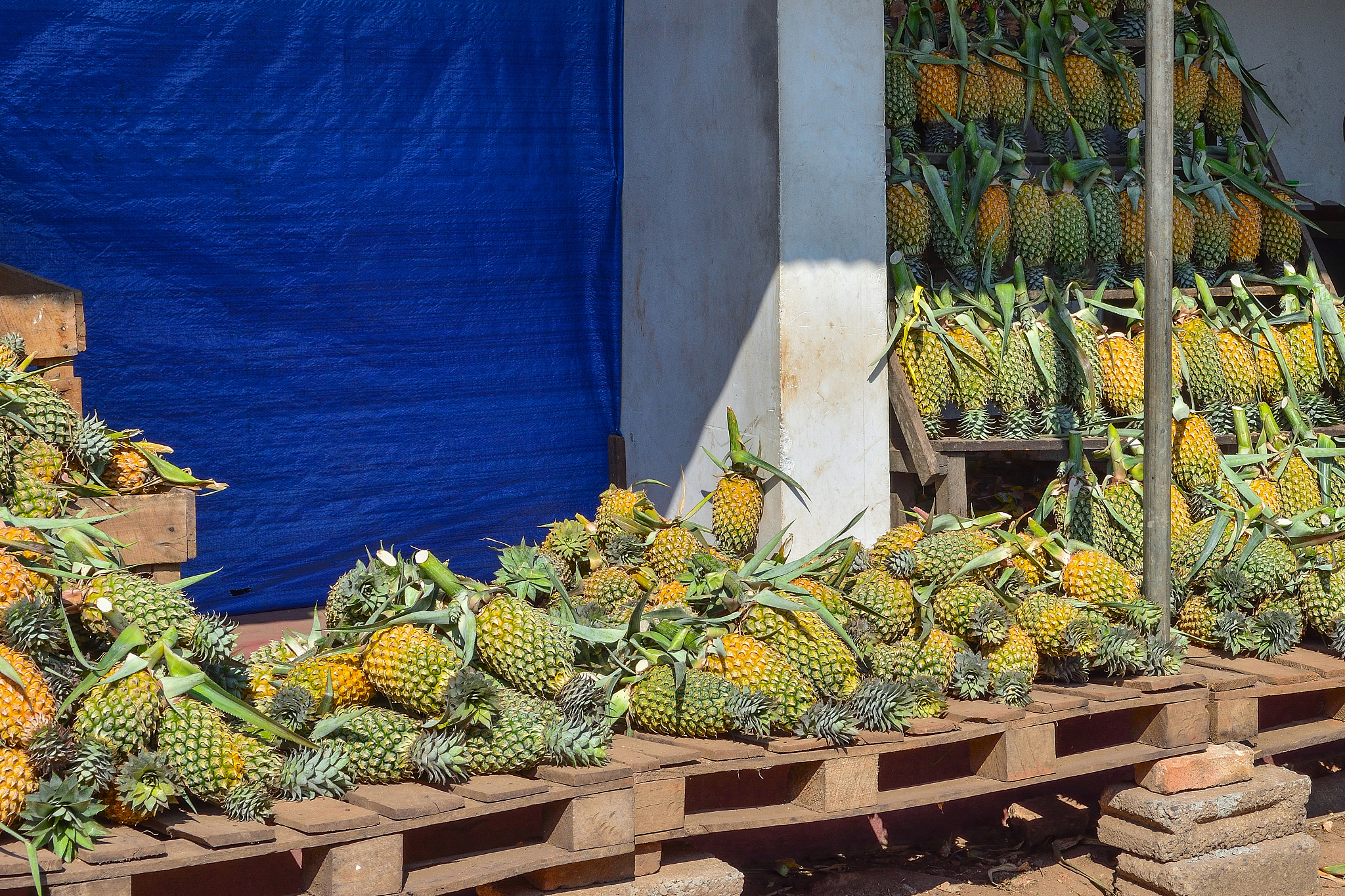 崩坏：星穹铁道 输出生存队伍组合推荐(物理主角、丹恒、驭空、亭云)