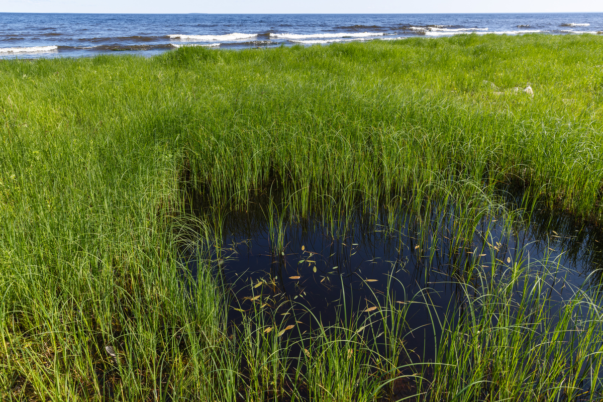 红树林功能作用