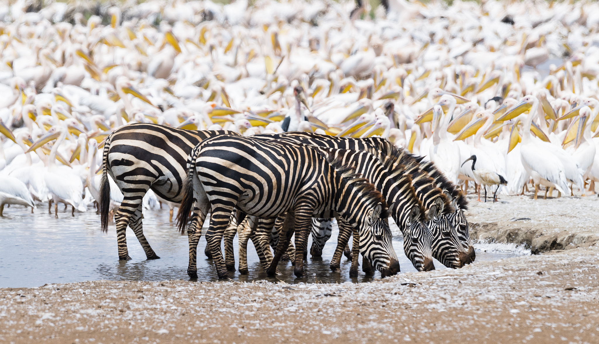 zebras in africa, herd drinking water.