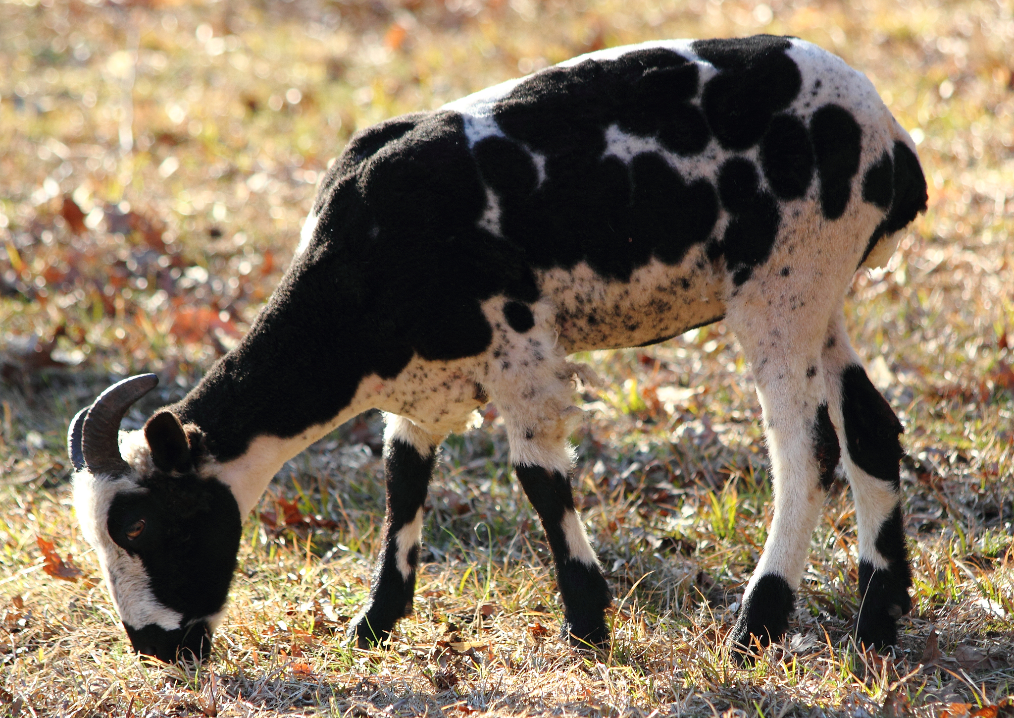 狗狗血小板低怎么办？原因、治疗和恢复过程详解