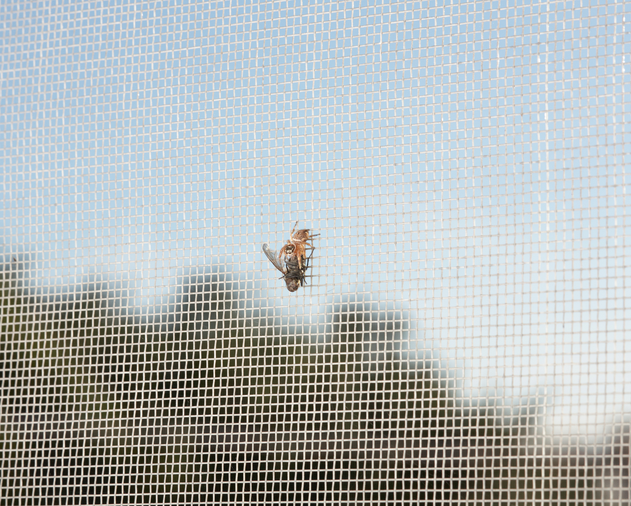 昆虫的生殖力与哪些因素有关