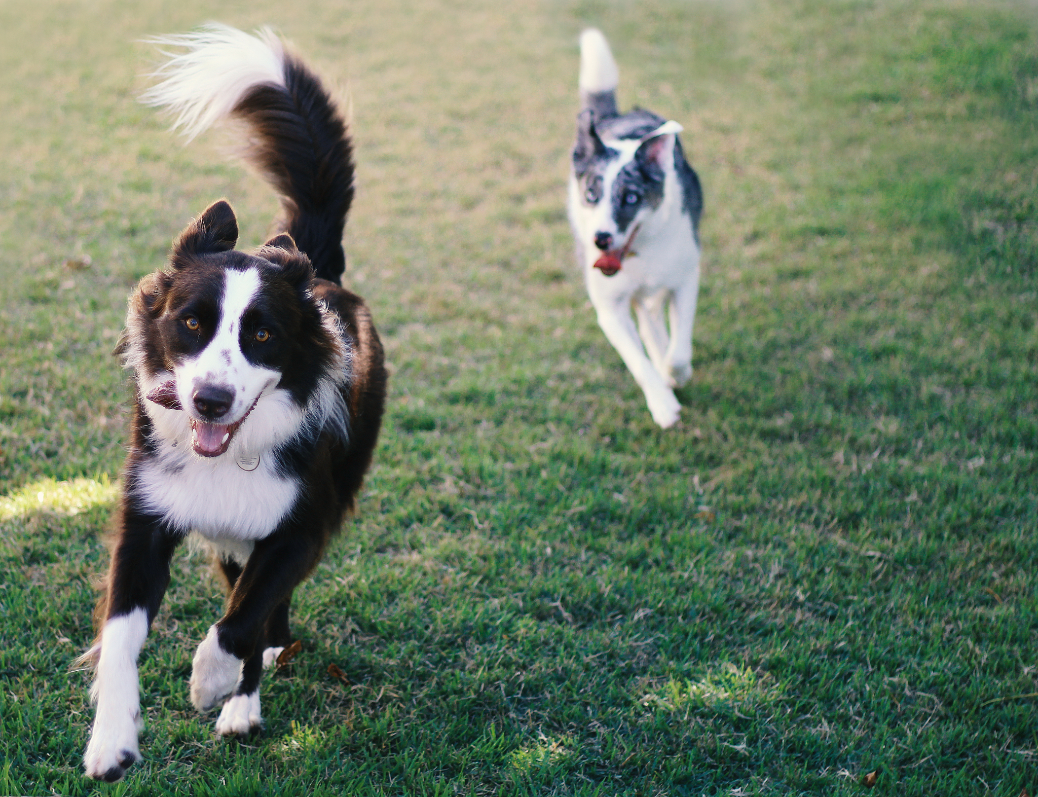 边境牧羊犬很聪明吗