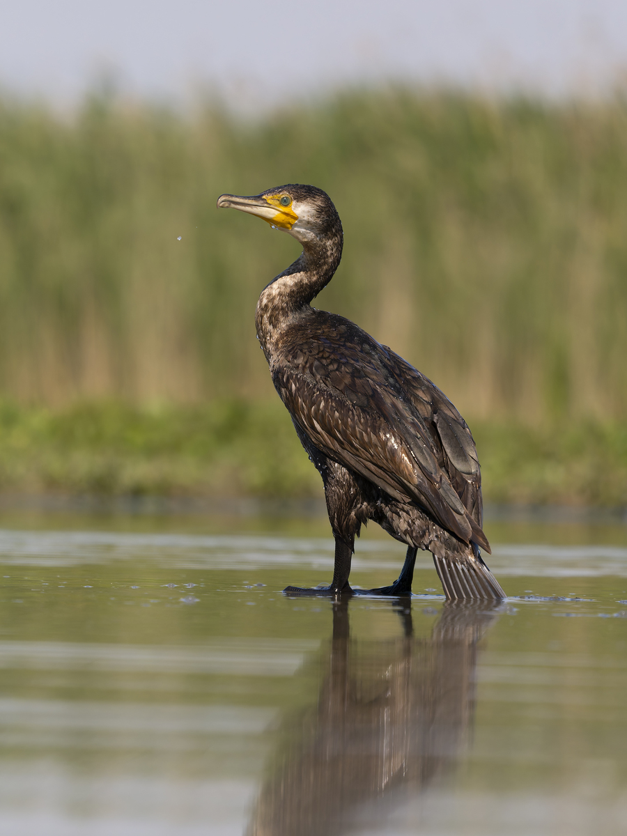 商丘职业技术学院特种动物养殖专业怎么样